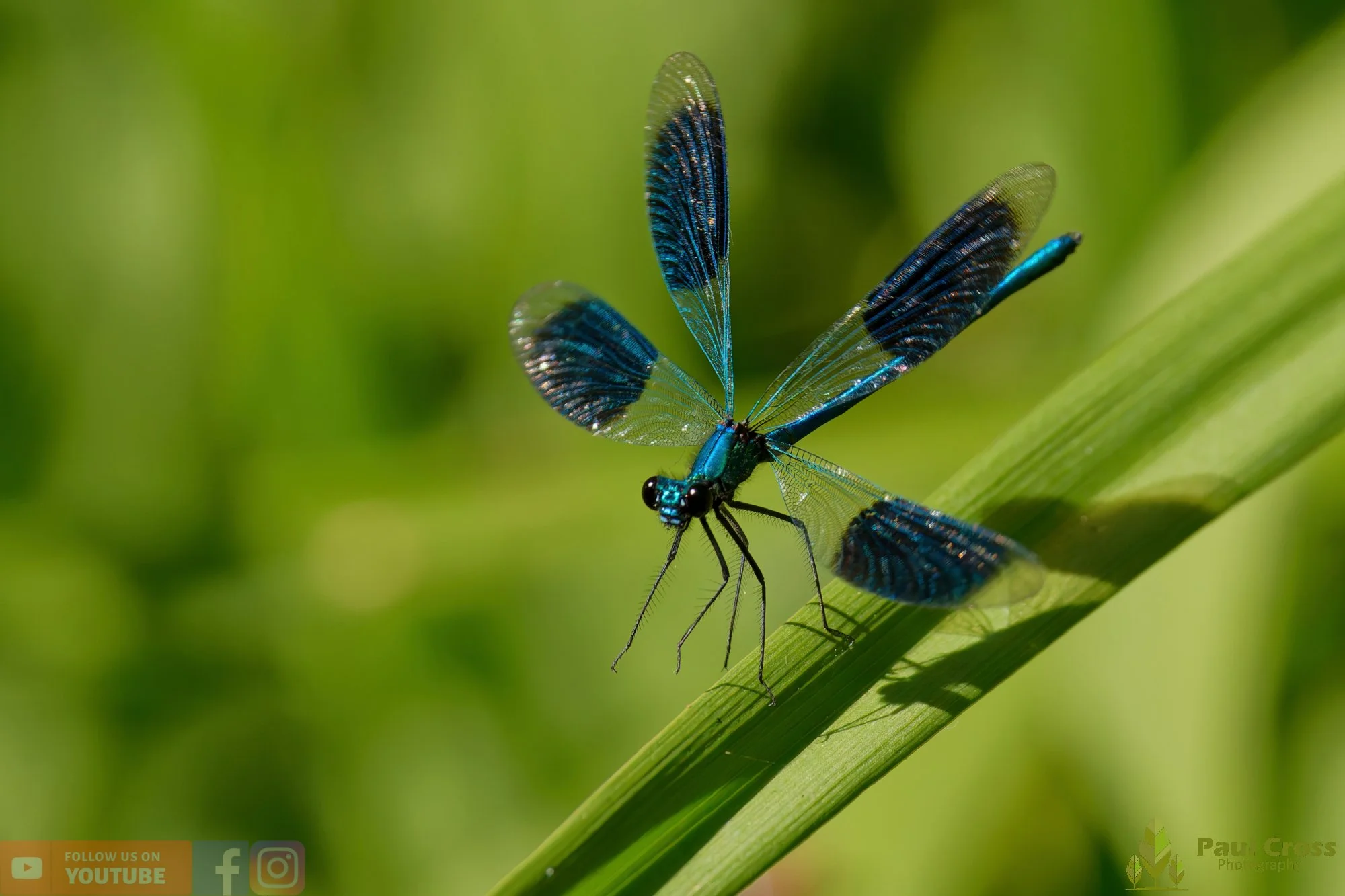 Banded Demoiselle-00041.jpg