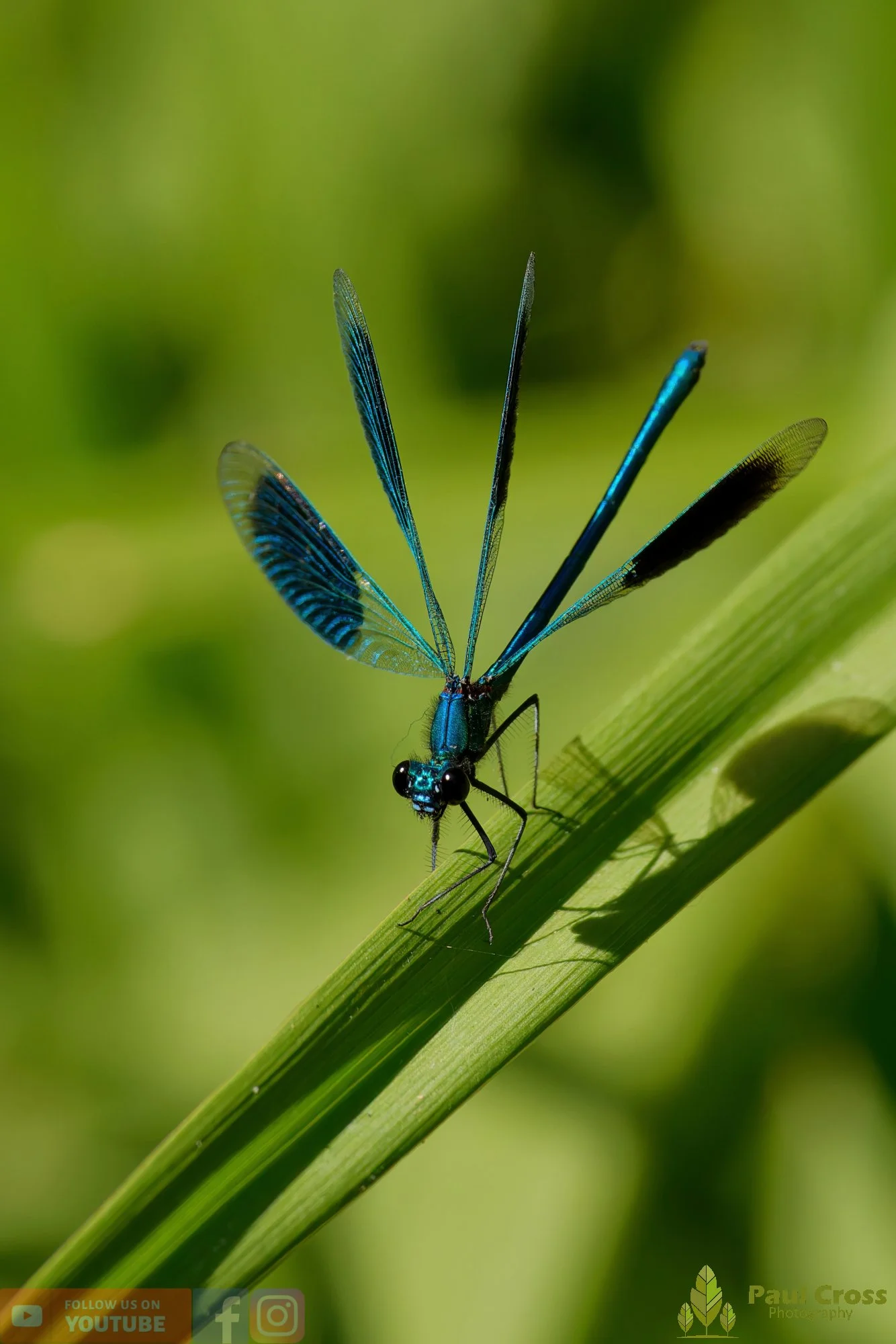 Banded Demoiselle-00042.jpg
