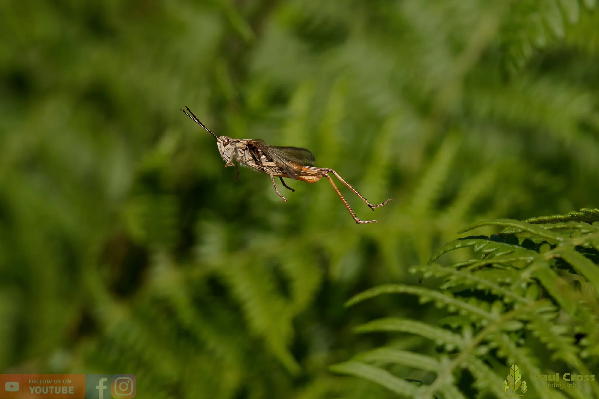 Common Field Grasshopper-00011.jpg