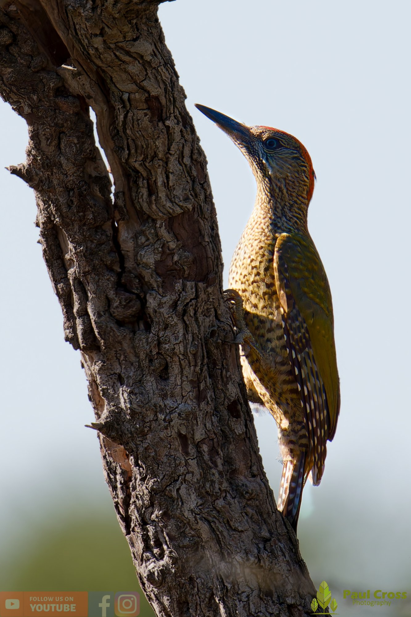 Green Woodpecker-00002.jpg