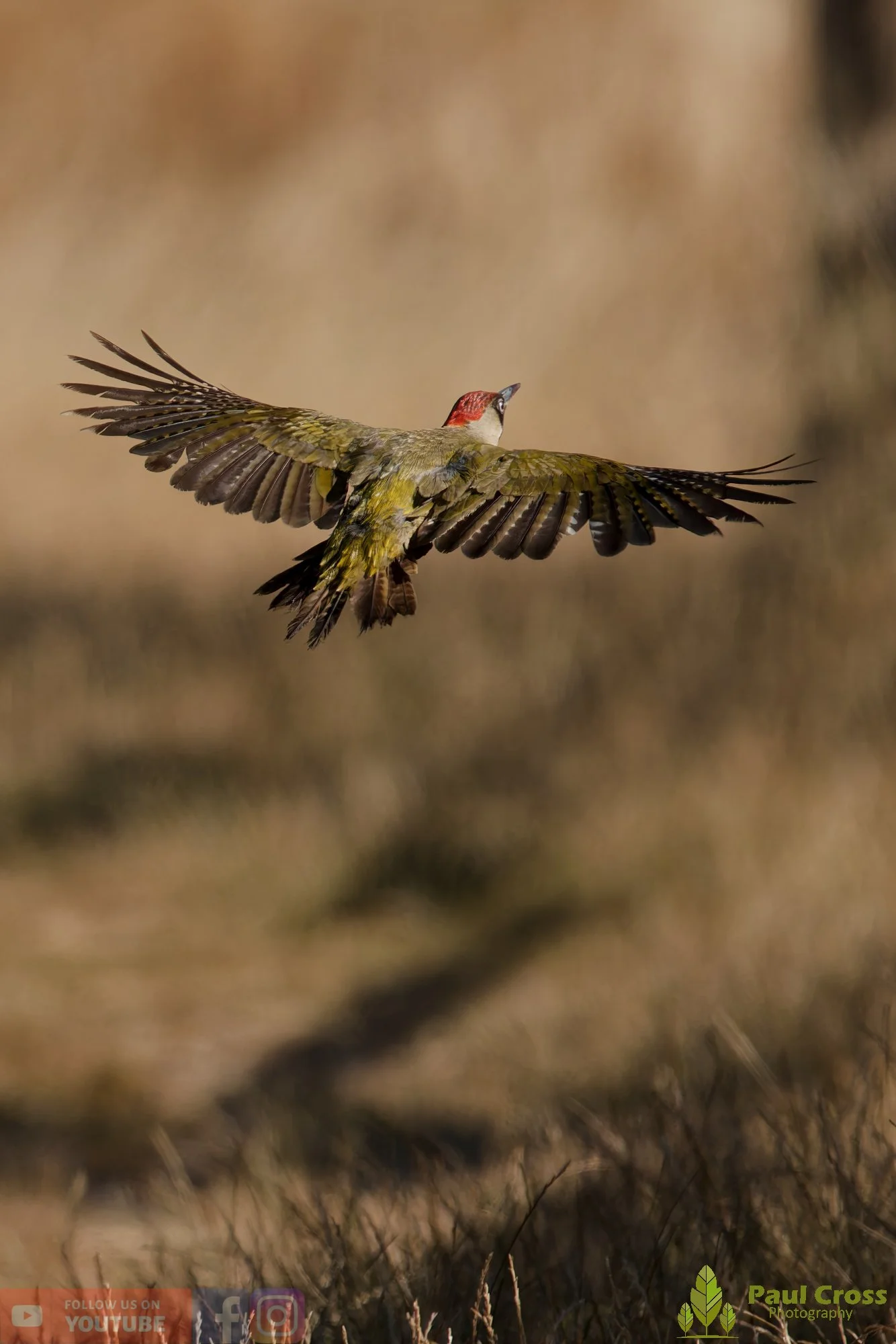 Green Woodpecker-00004.jpg