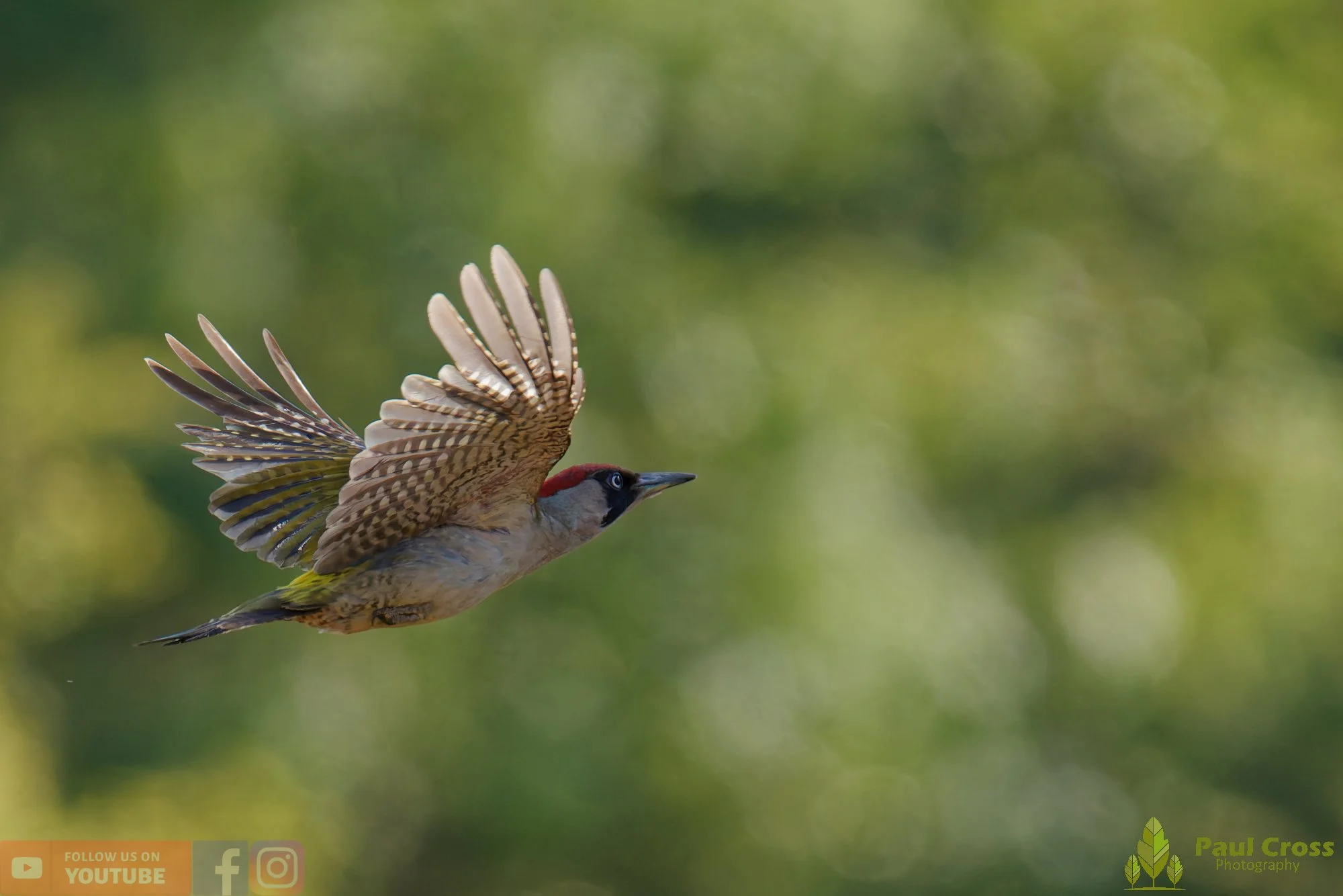 Green Woodpecker-00006.jpg