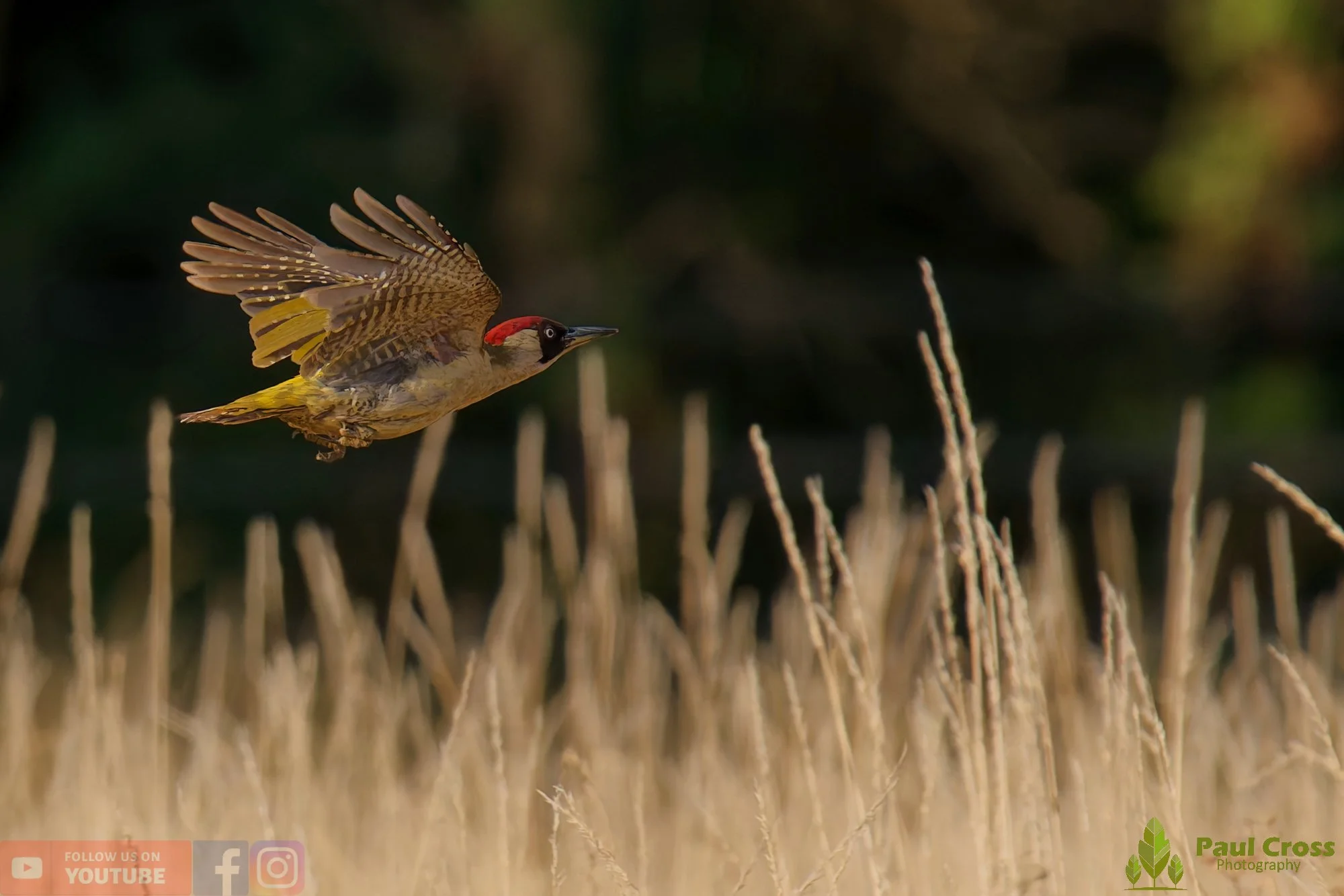 Green Woodpecker-00012.jpg