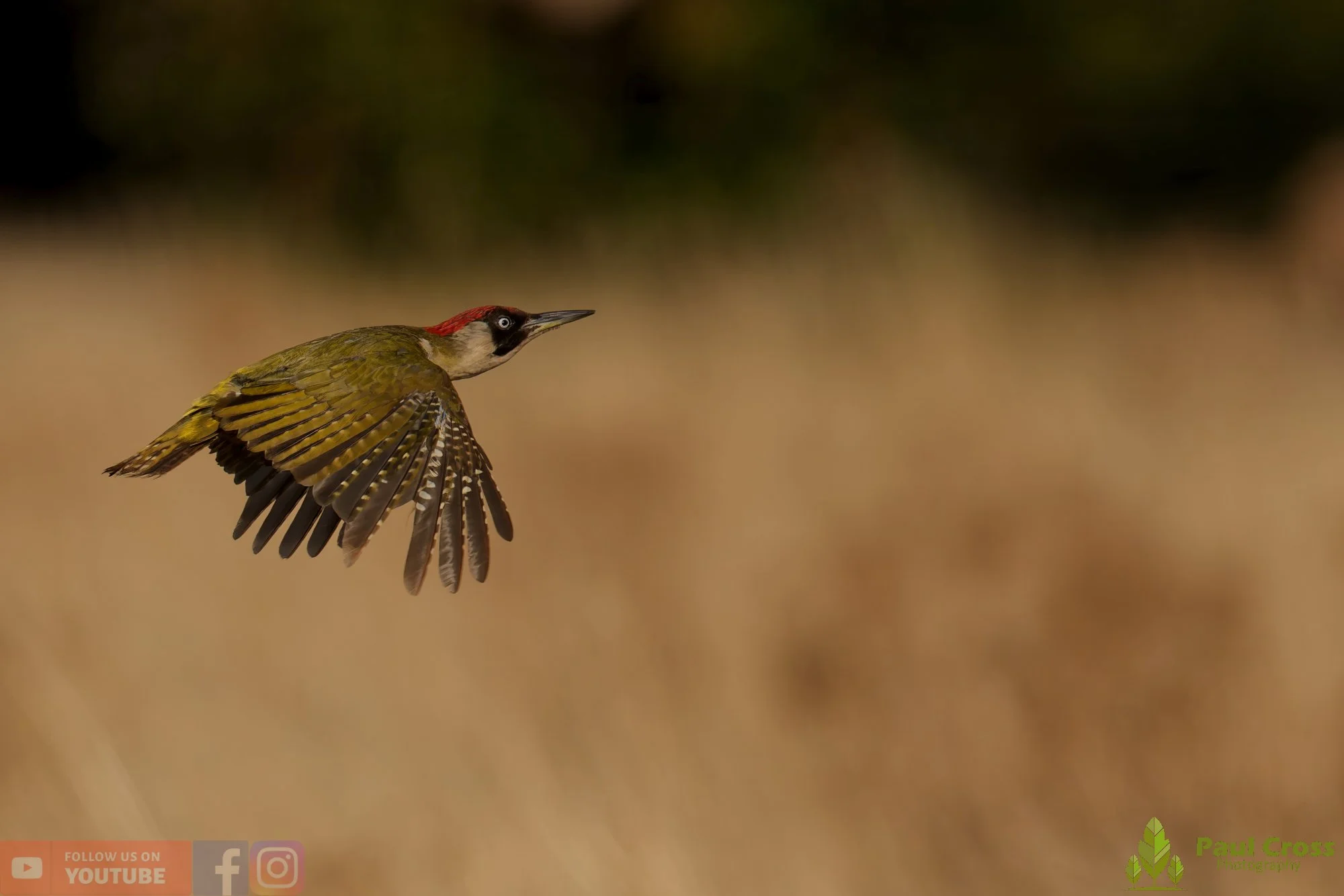 Green Woodpecker-00022.jpg