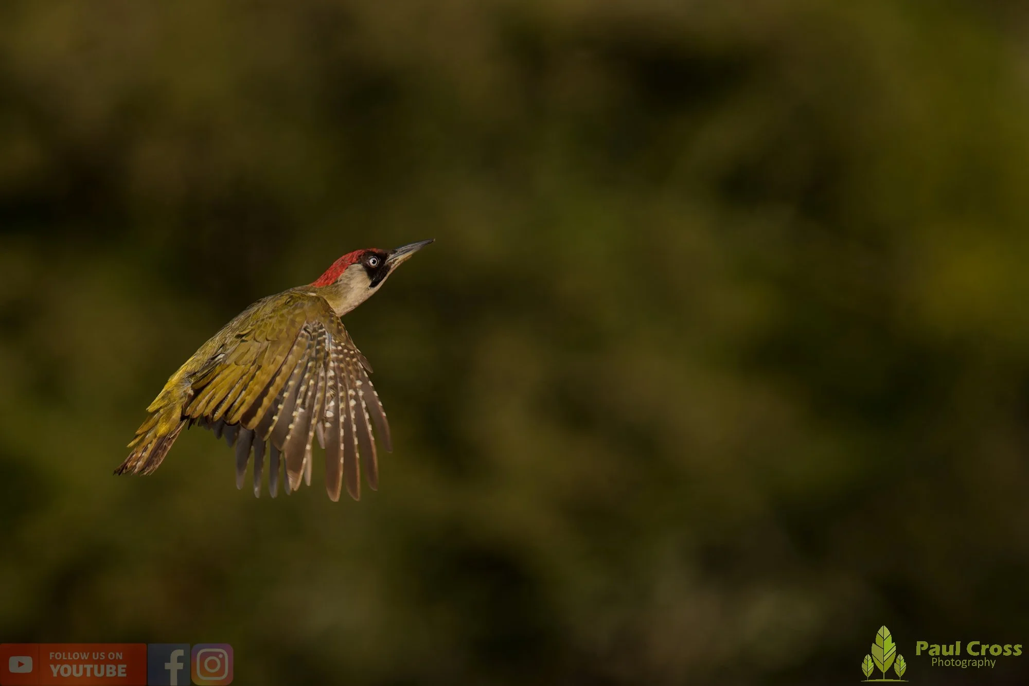 Green Woodpecker-00023.jpg