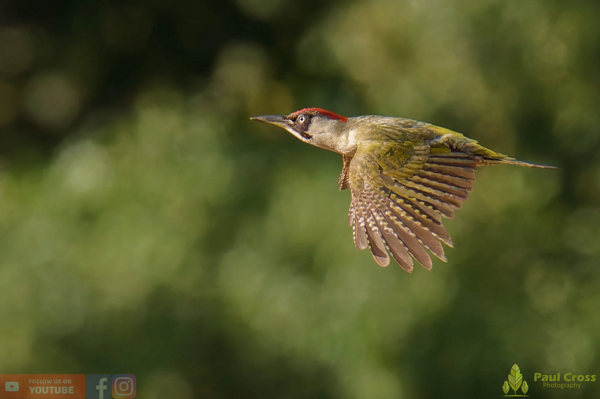 Green Woodpecker-00024.jpg