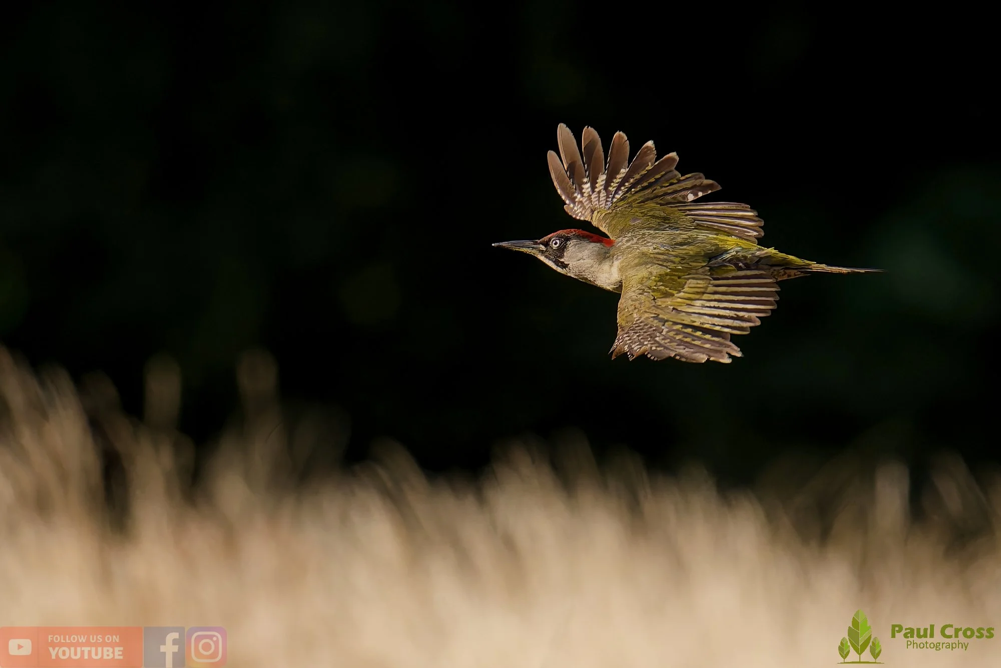 Green Woodpecker-00026.jpg