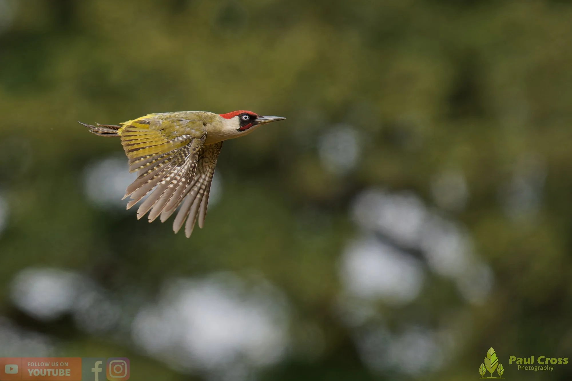 Green Woodpecker-00033.jpg