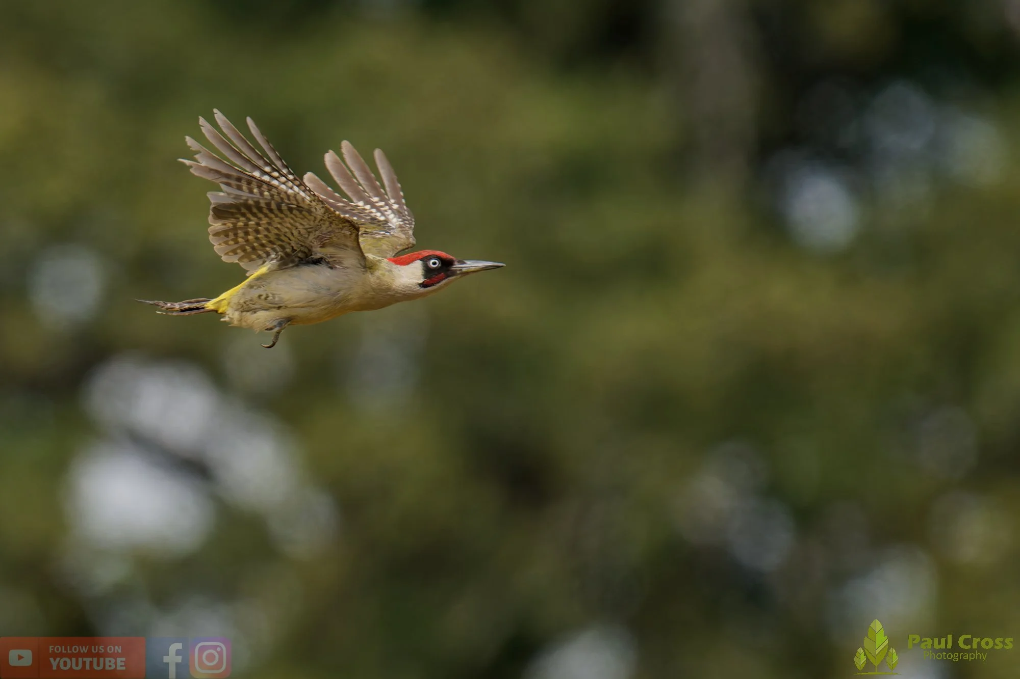 Green Woodpecker-00034.jpg