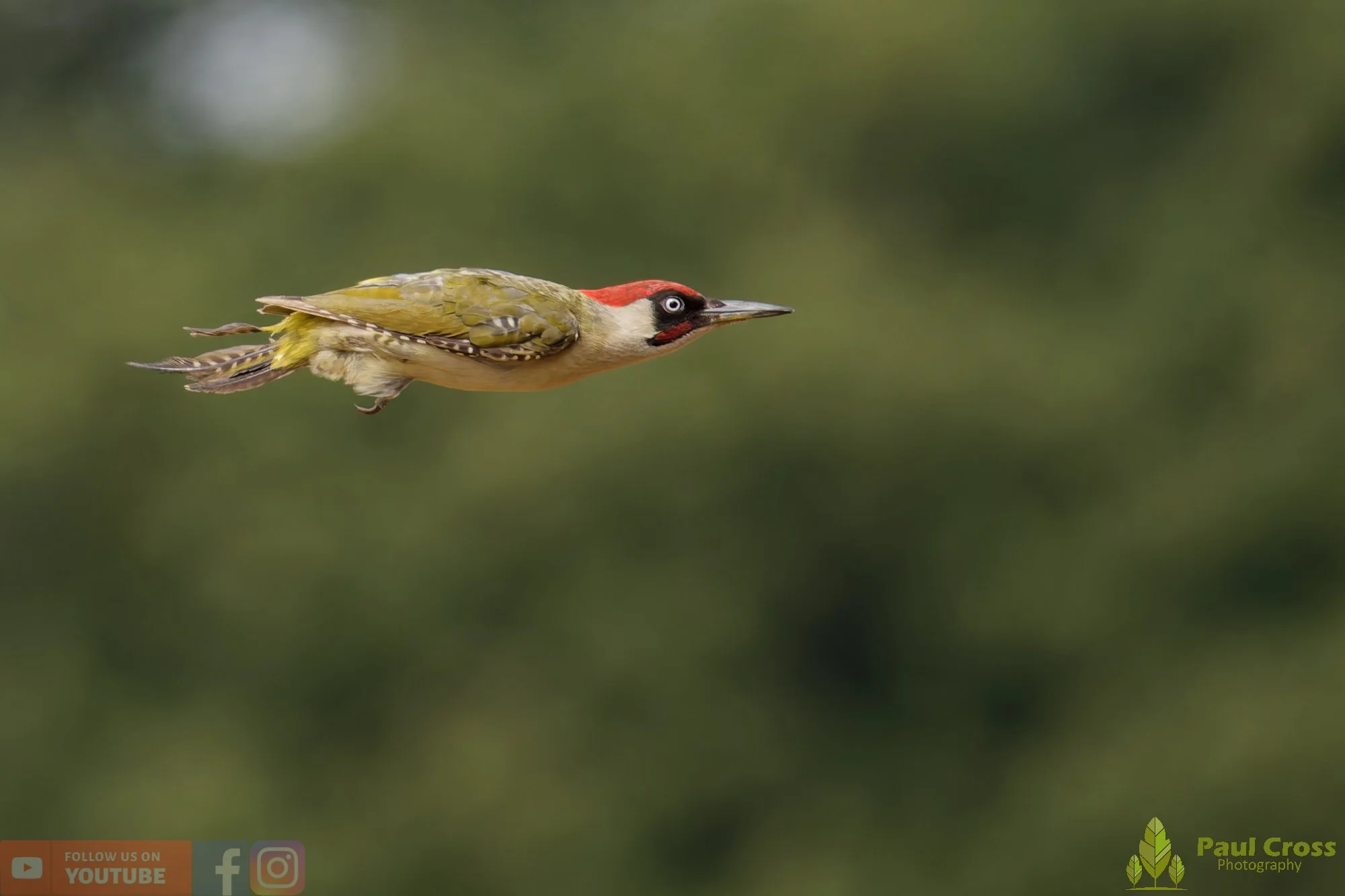 Green Woodpecker-00036.jpg
