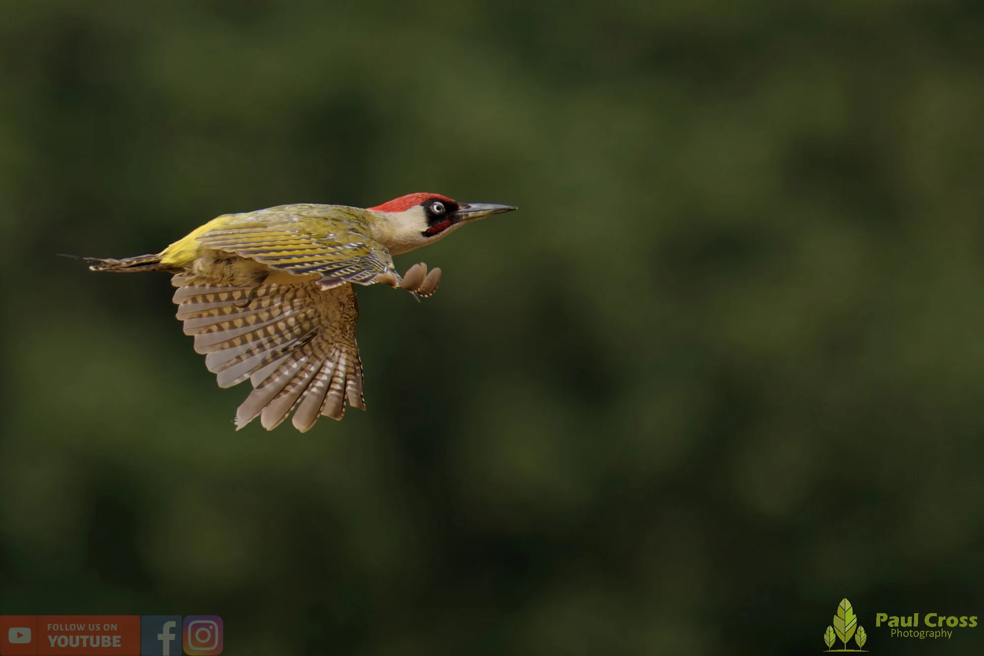 Green Woodpecker-00038.jpg
