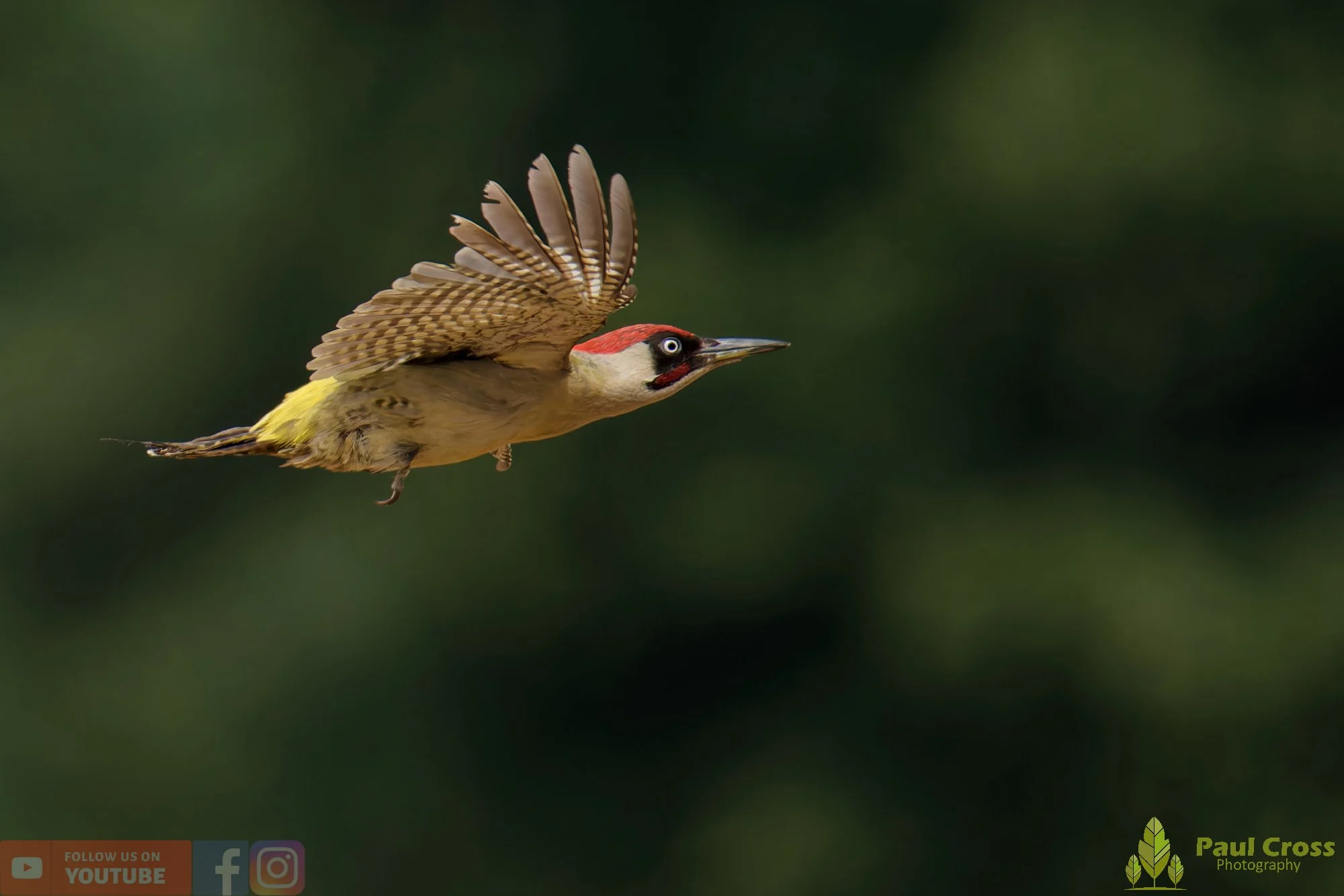 Green Woodpecker-00039.jpg