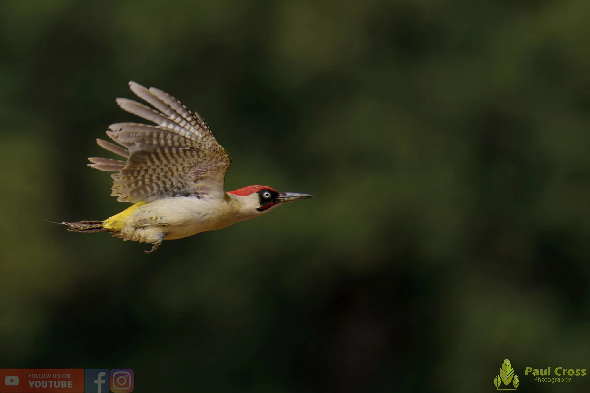 Green Woodpecker-00037.jpg