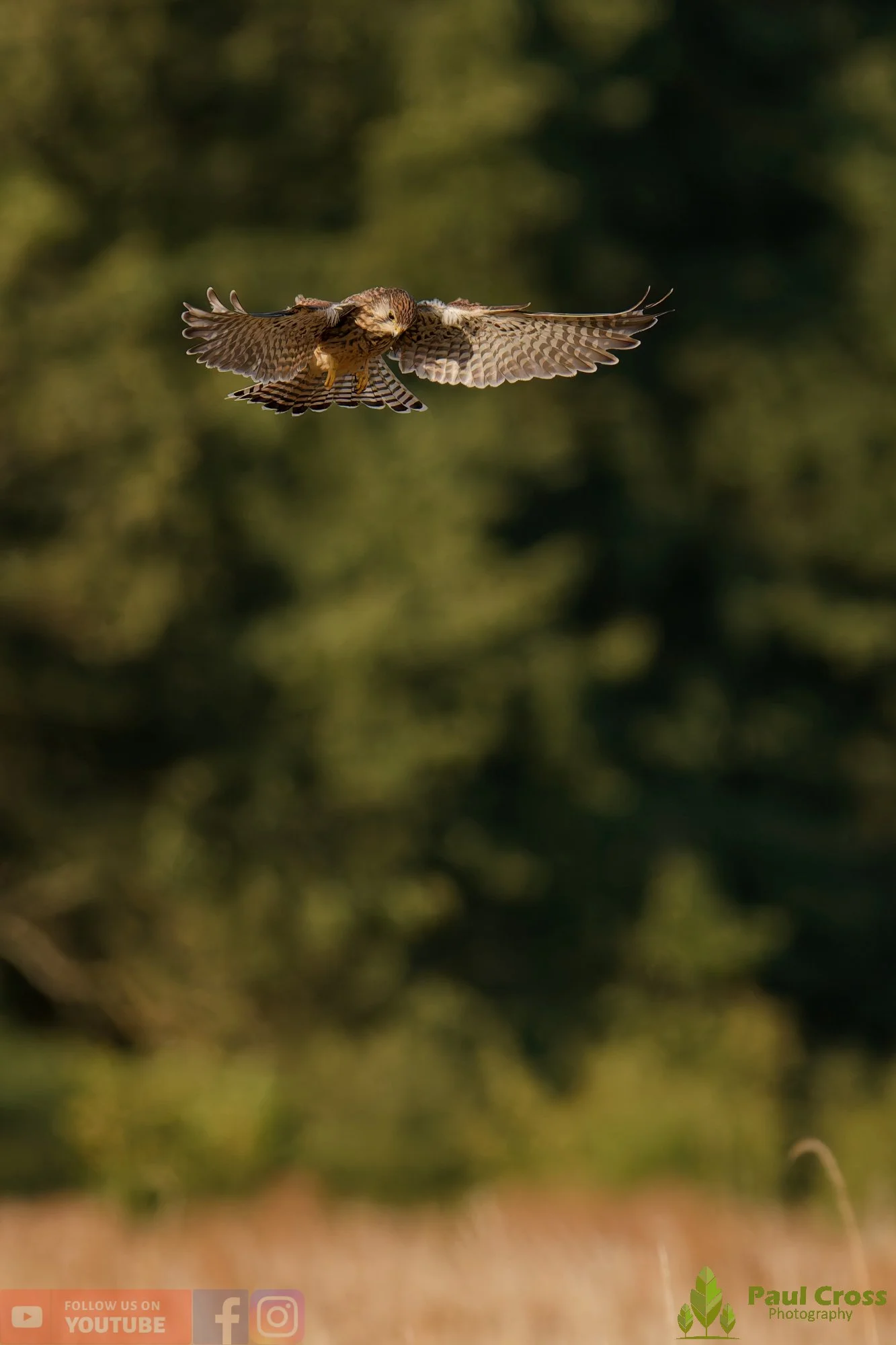Kestrel-00158.jpg