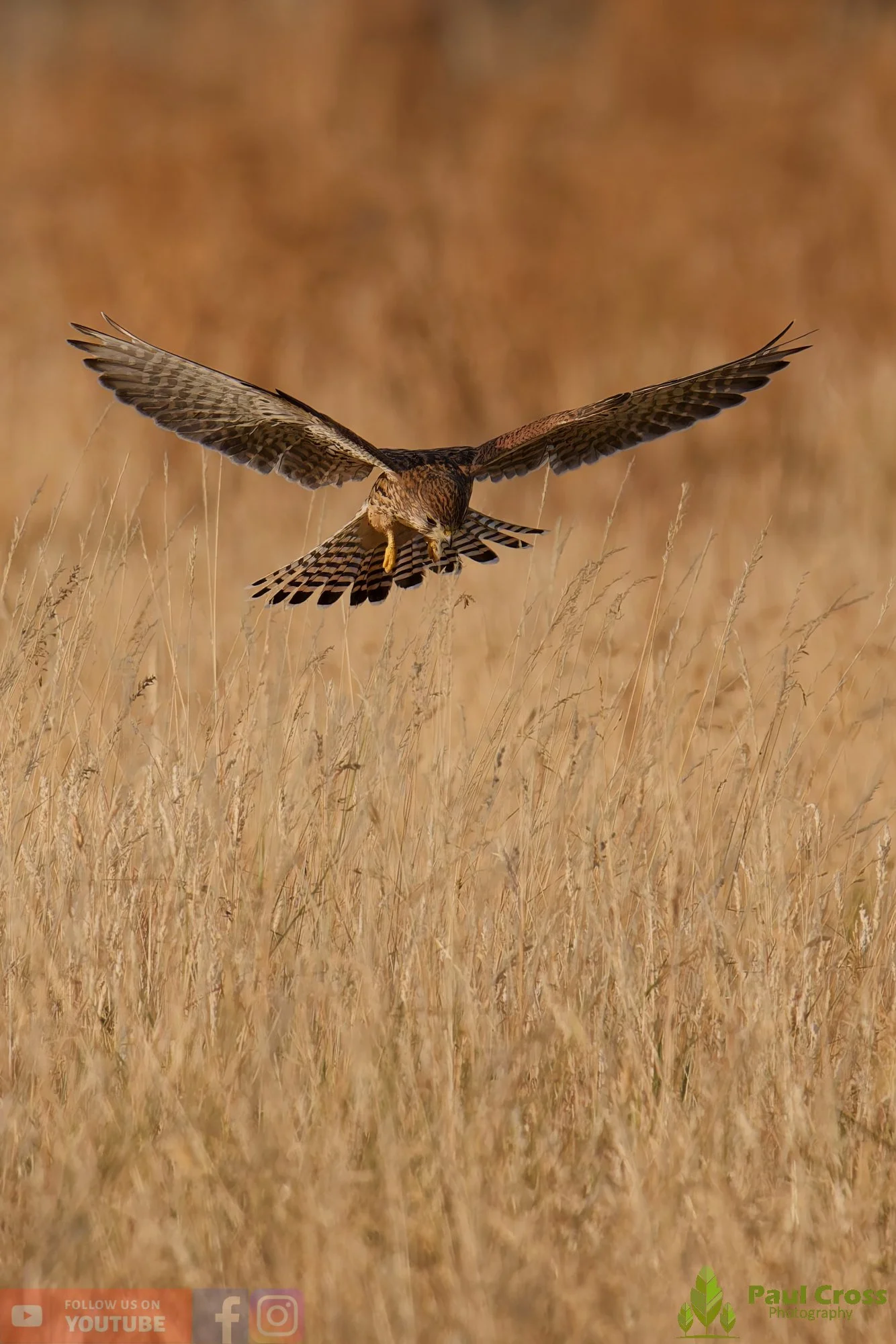 Kestrel-00153.jpg
