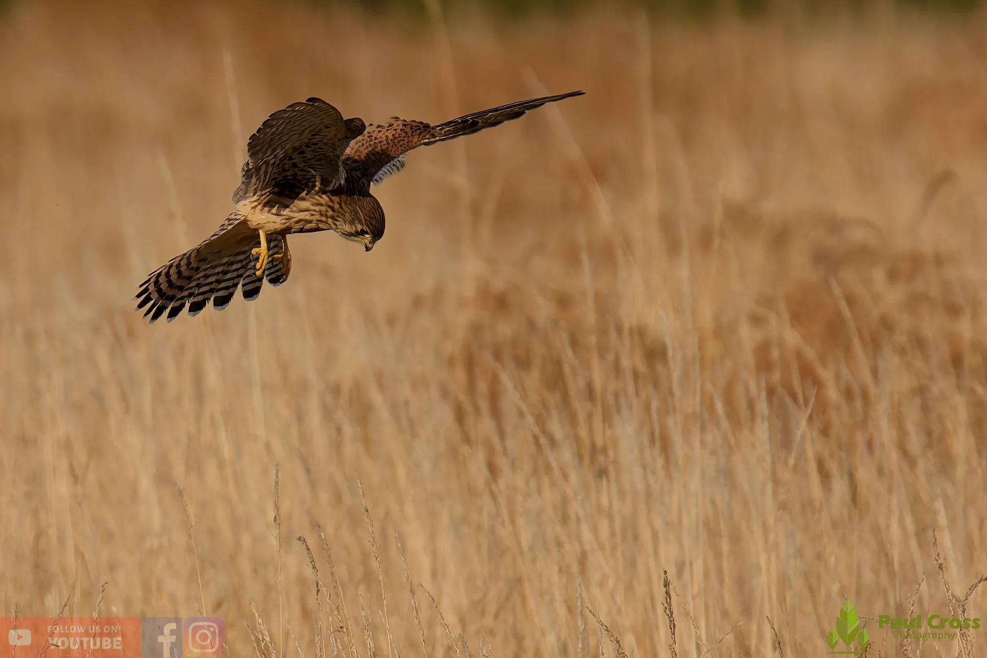 Kestrel-00160.jpg