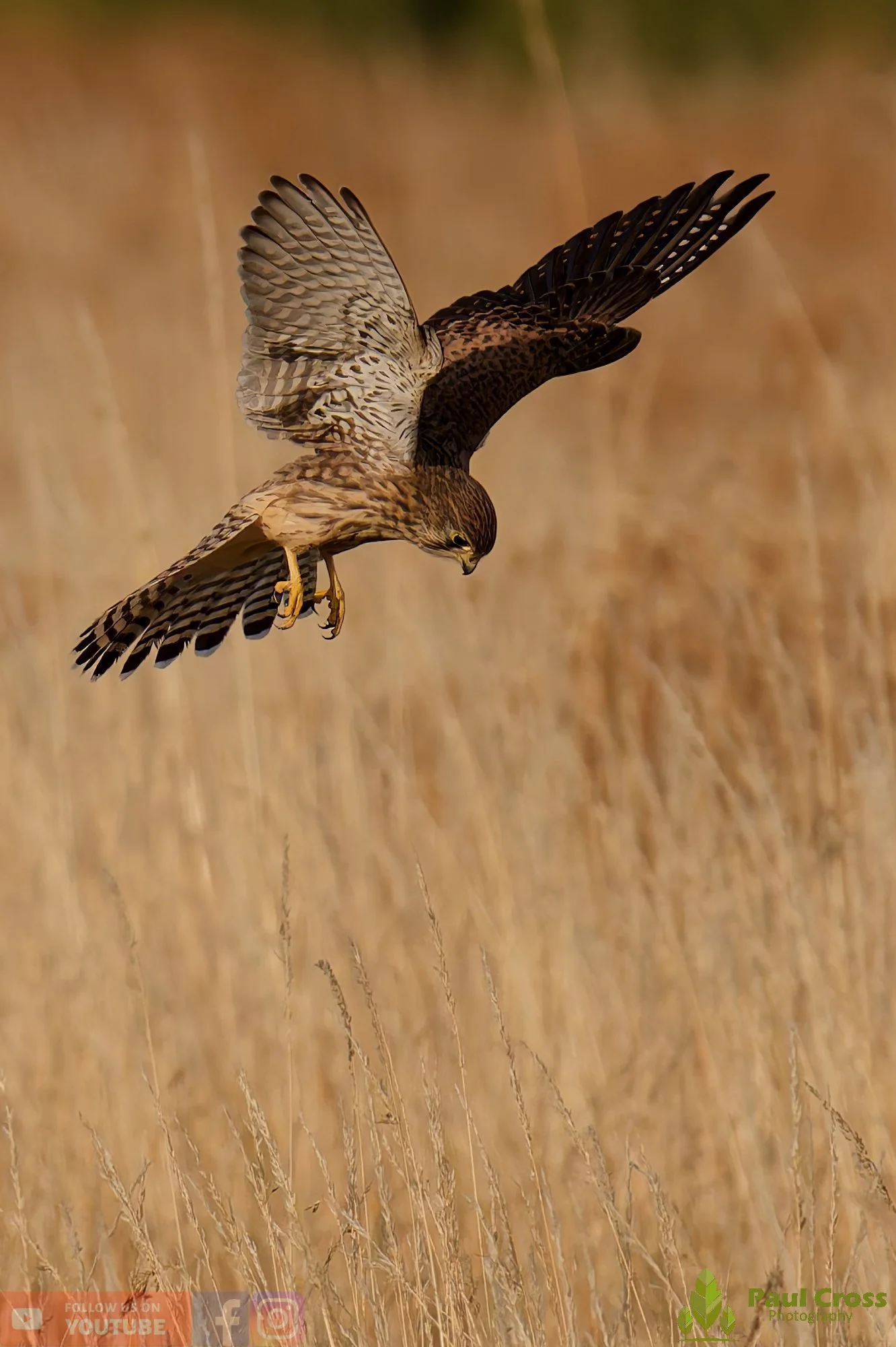 Kestrel-00161.jpg