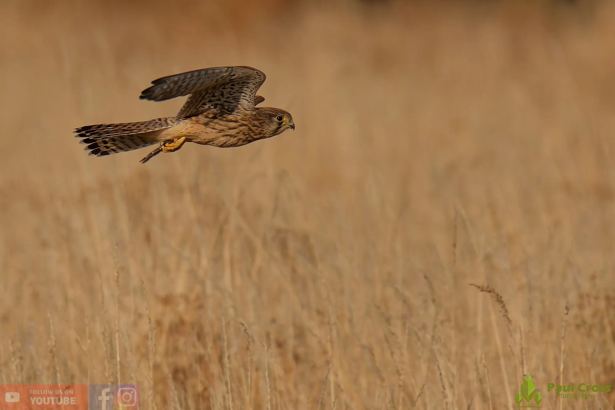 Kestrel-00164.jpg