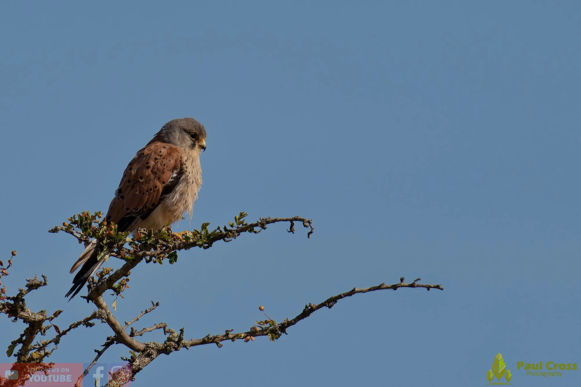 Kestrel-00175.jpg