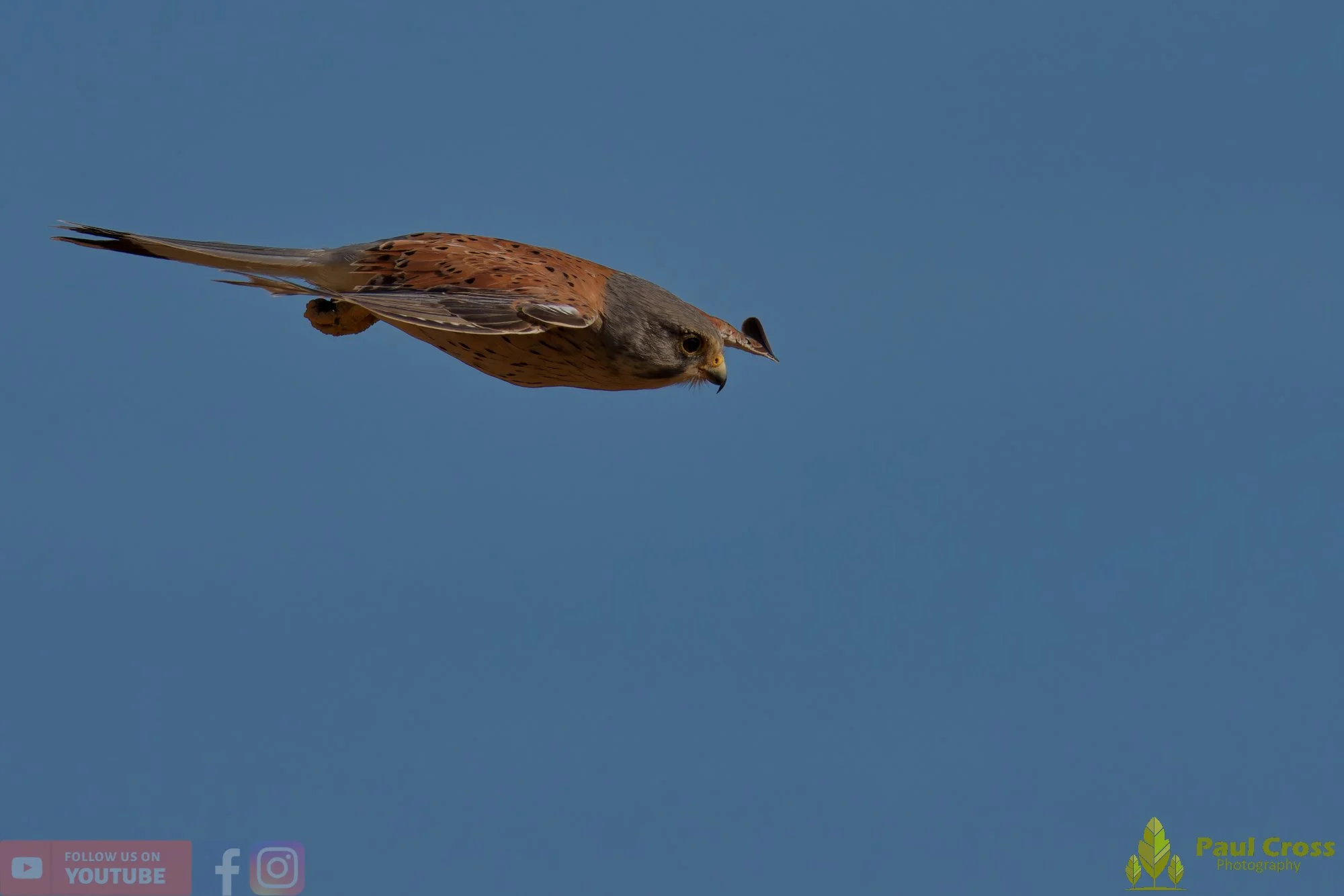 Kestrel-00176.jpg