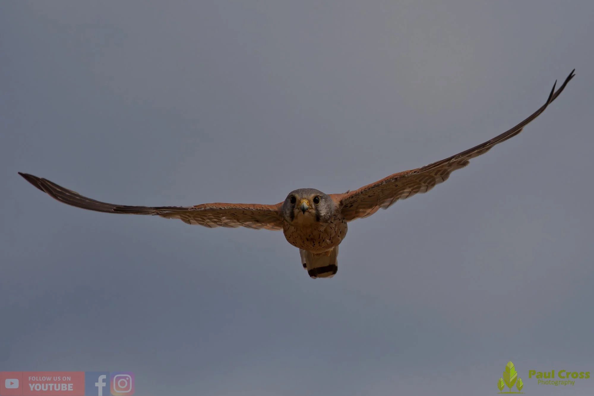 Kestrel-00178.jpg