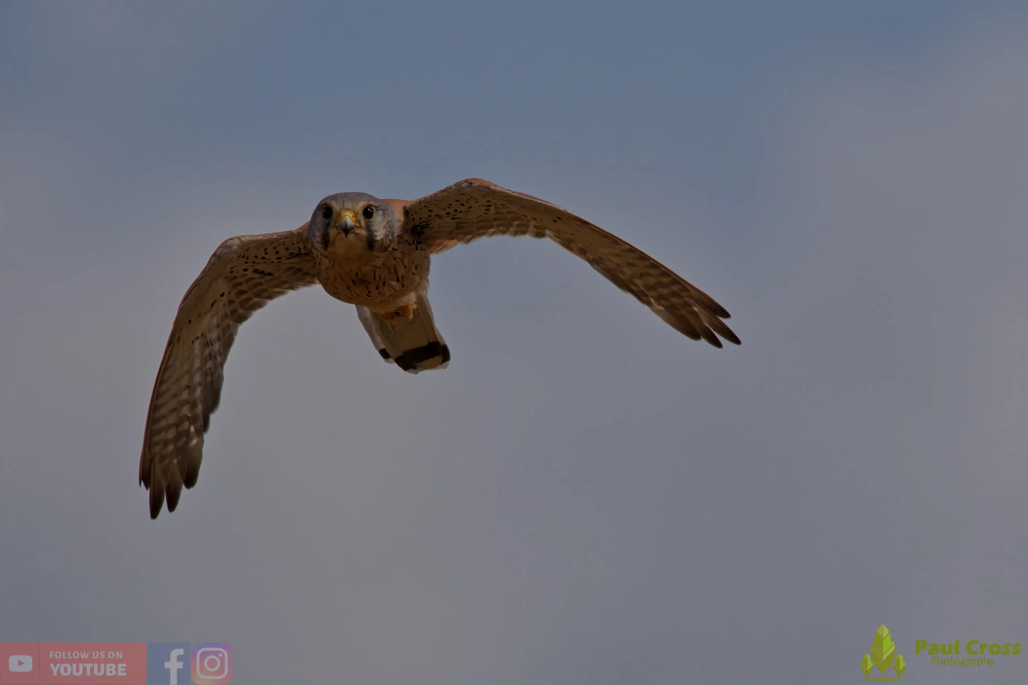 Kestrel-00179.jpg