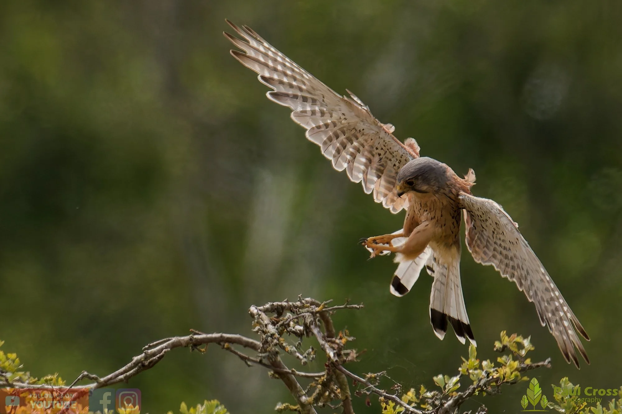 Kestrel-00180.jpg