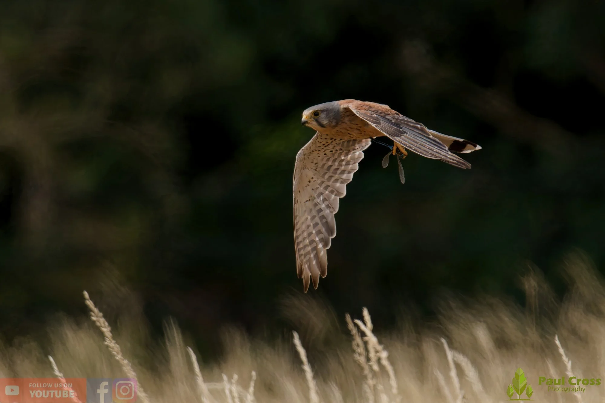 Kestrel-00182.jpg