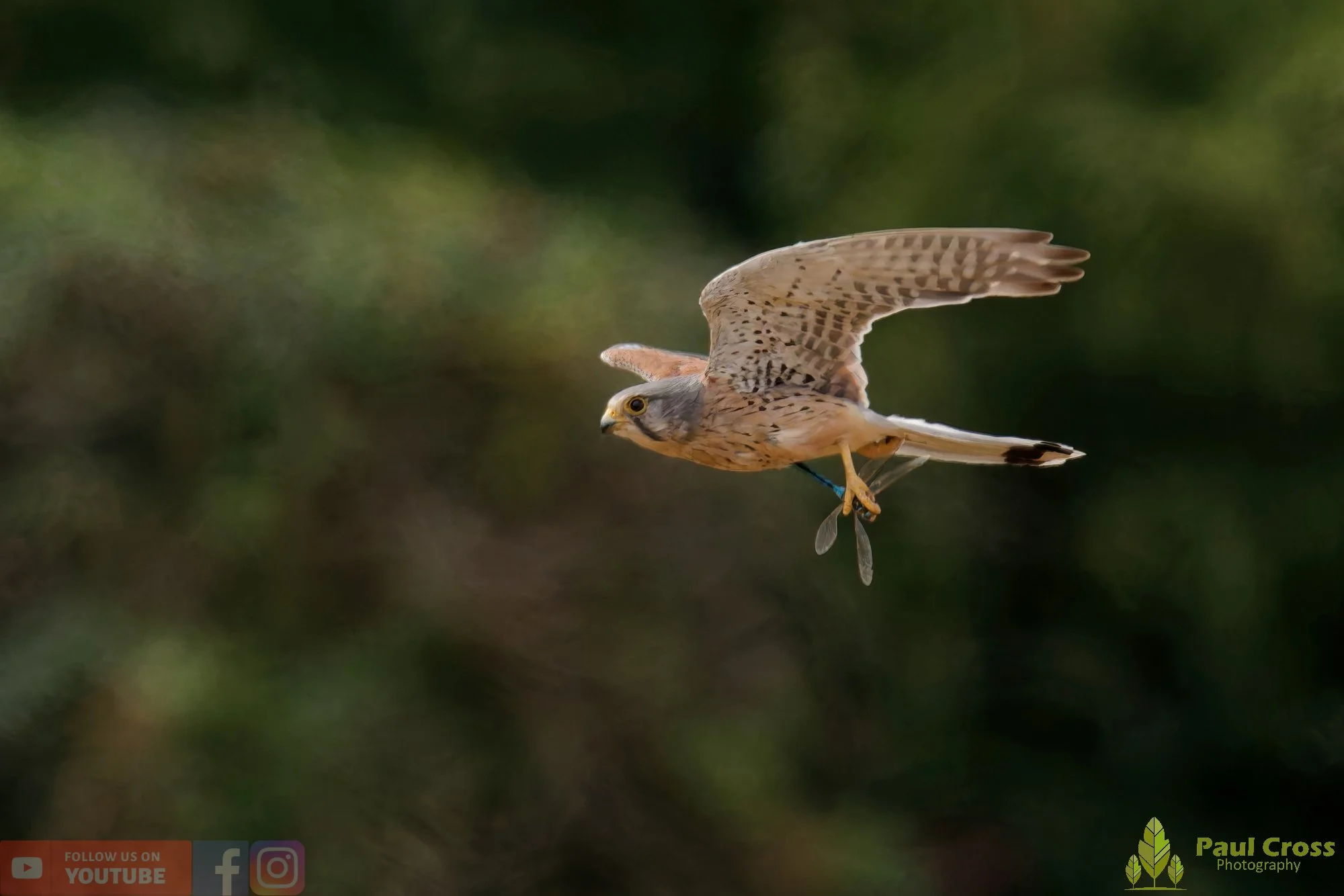 Kestrel-00183.jpg