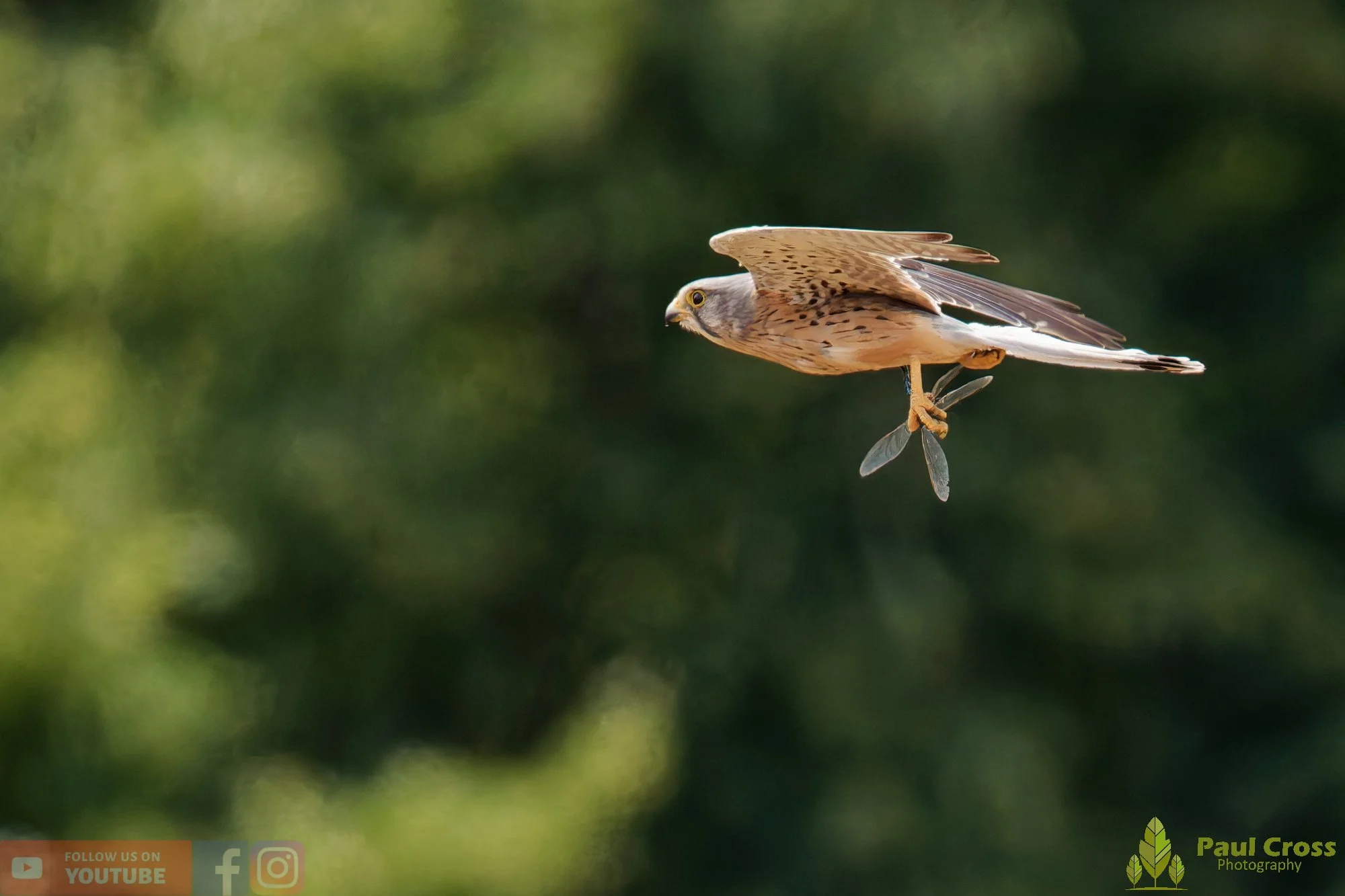 Kestrel-00184.jpg