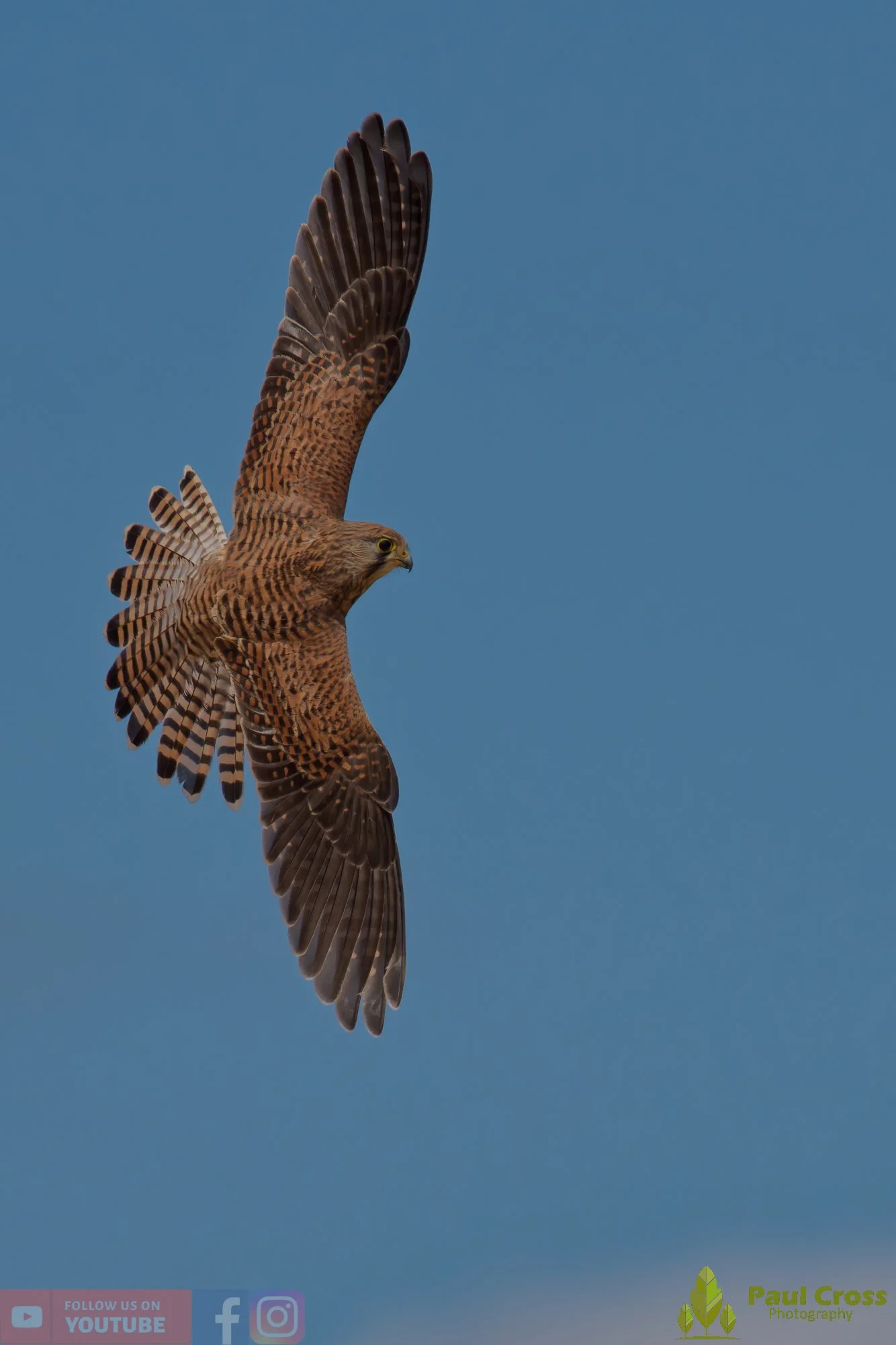 Kestrel-00186.jpg