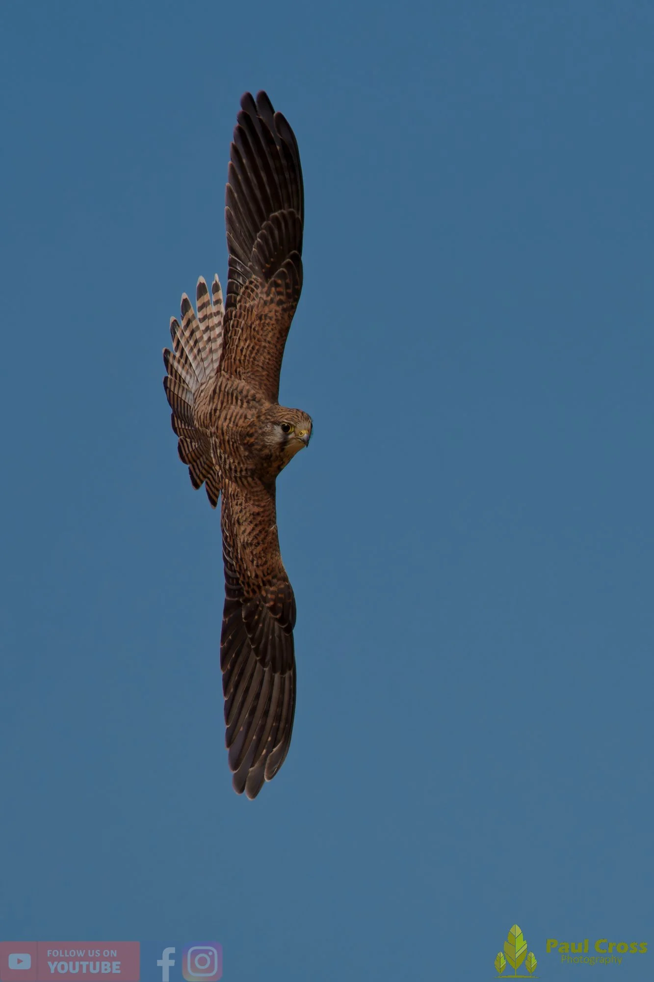 Kestrel-00187.jpg