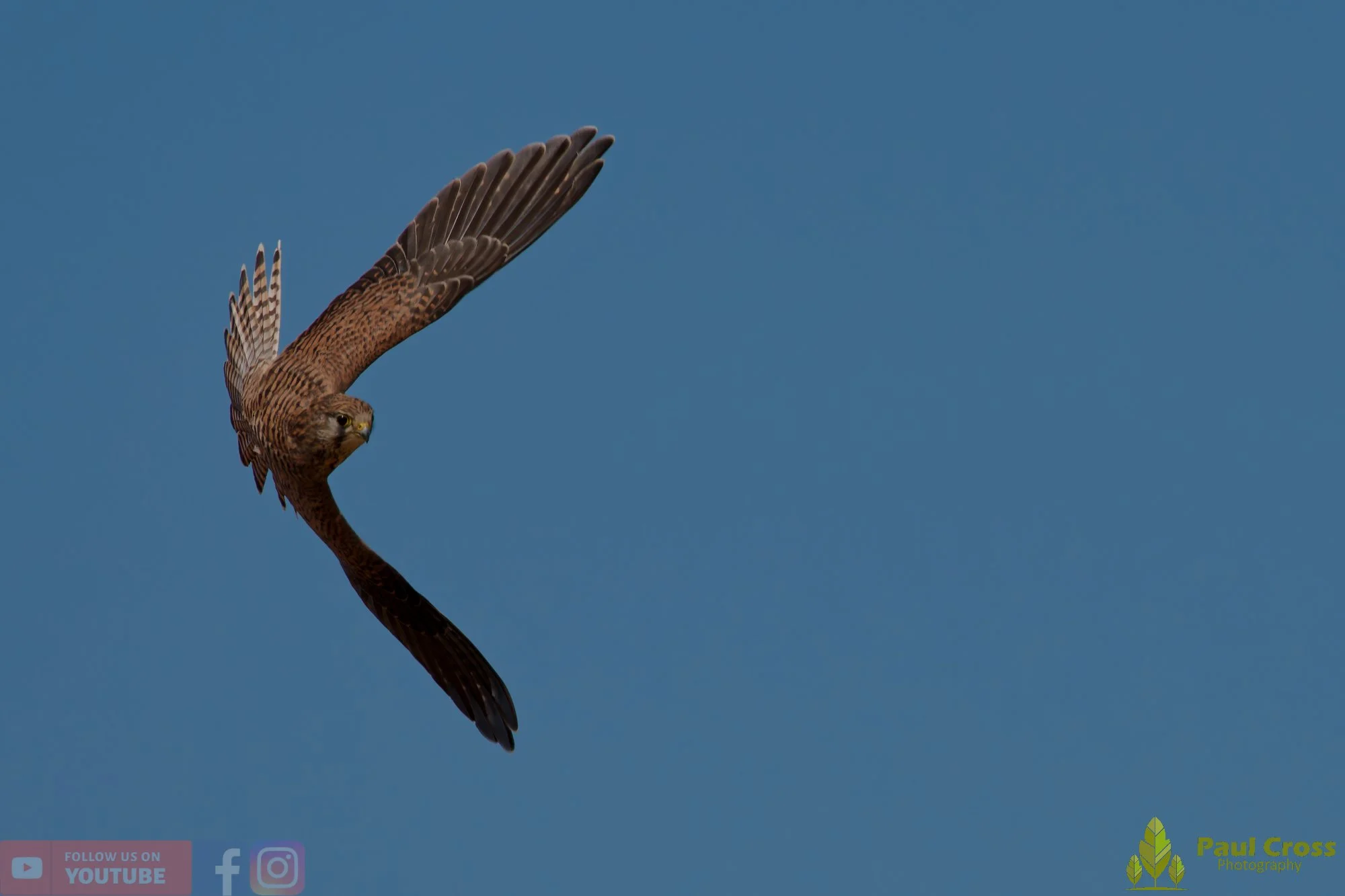 Kestrel-00188.jpg