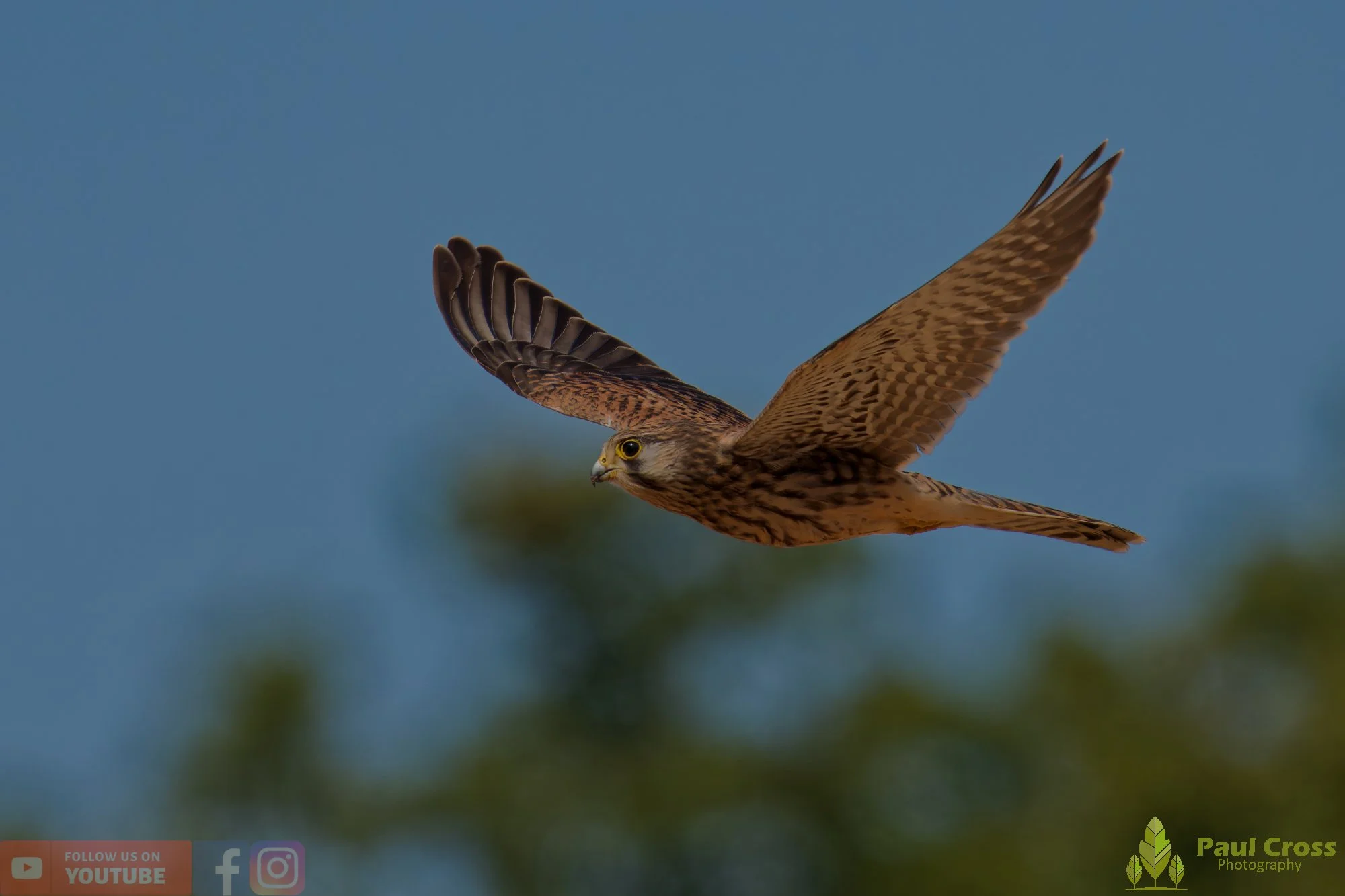 Kestrel-00189.jpg