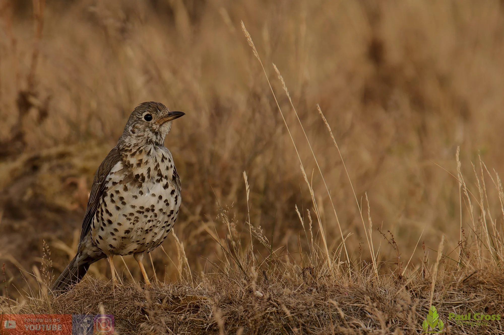 Mistle Thrush-00030.jpg