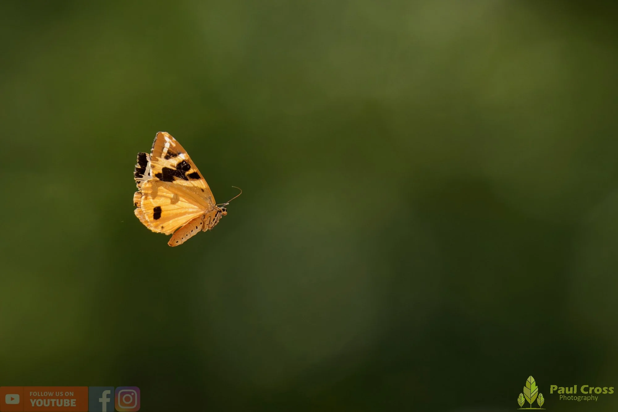 Jersey Tiger Moth-00001.jpg