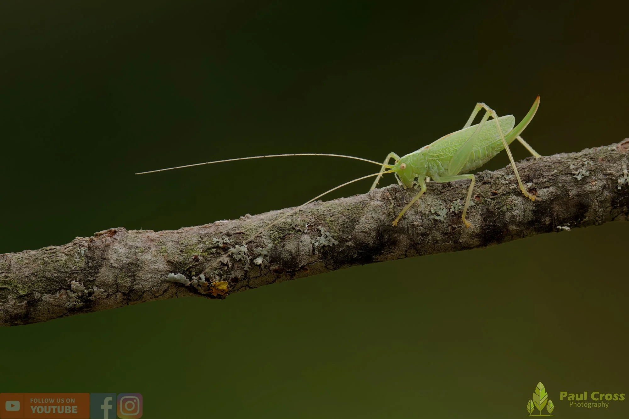 Oak Bush Cricket-00002.jpg