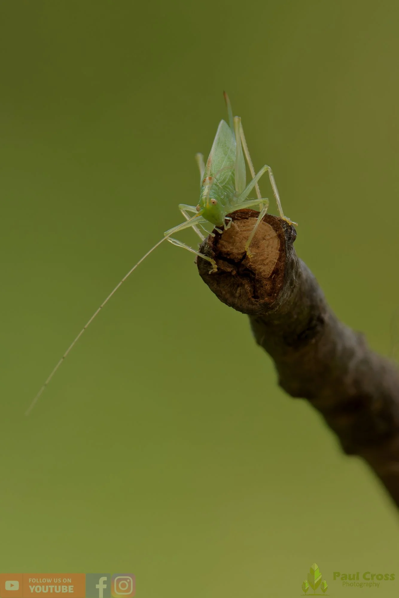 Oak Bush Cricket-00003.jpg