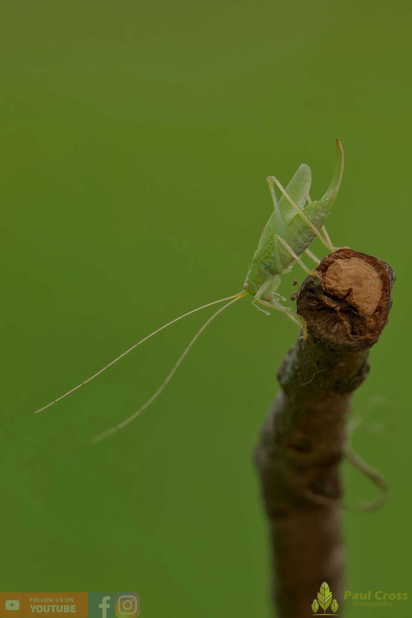 Oak Bush Cricket-00004.jpg