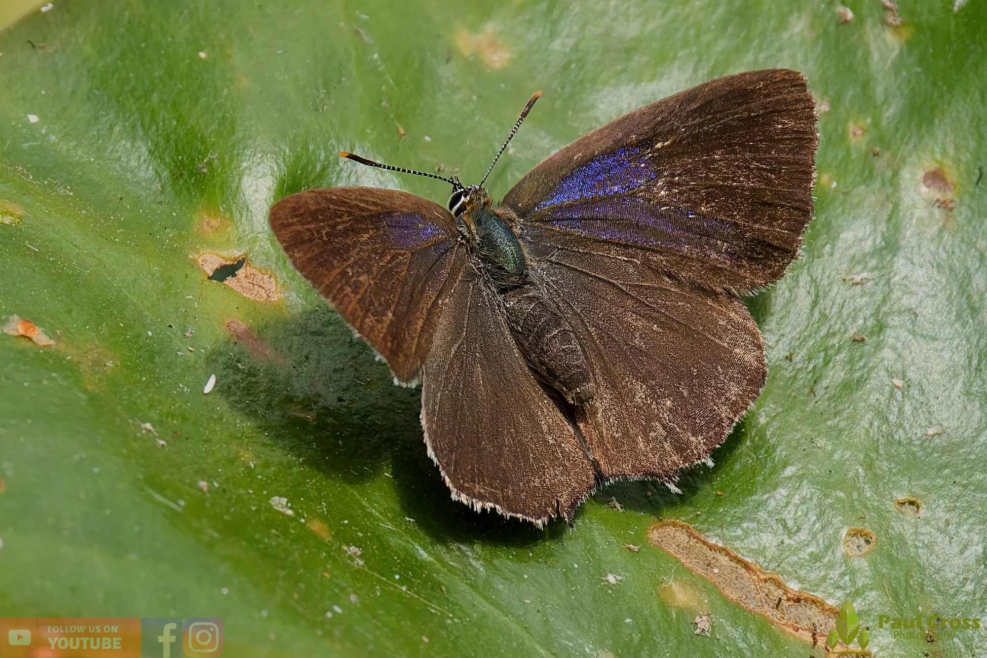 Purple Hairstreak-00001.jpg