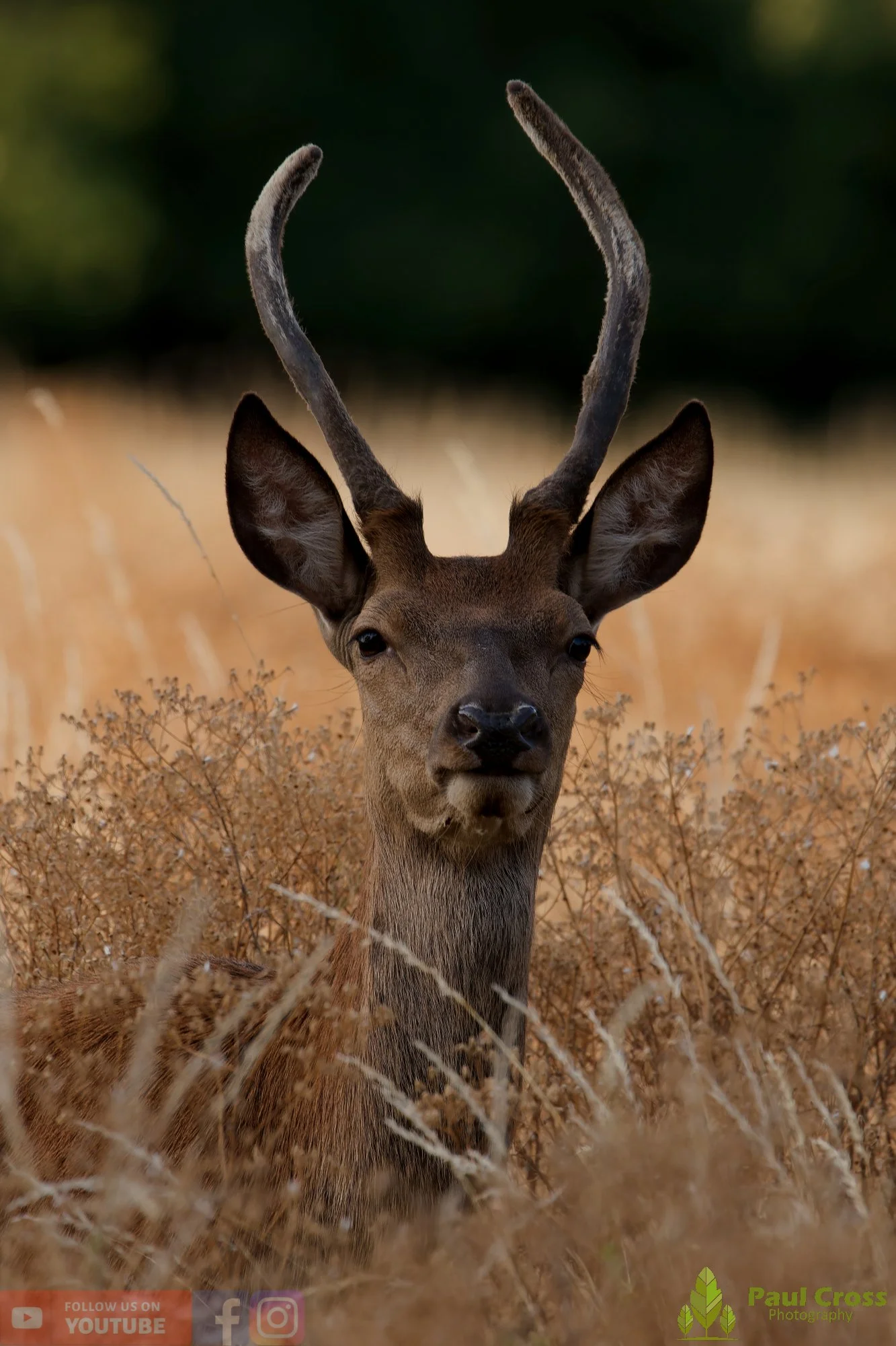 Red Deer-00037.jpg