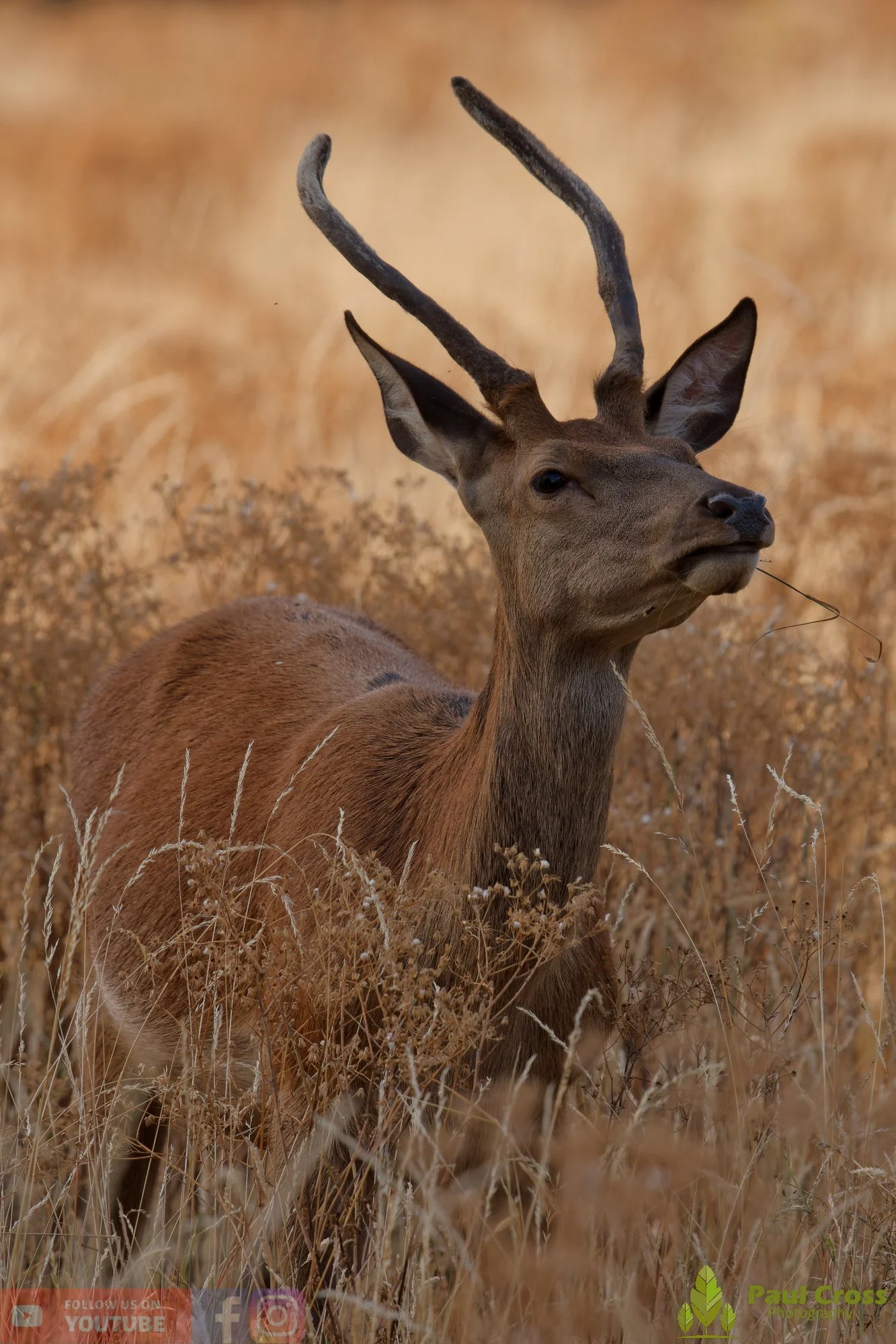 Red Deer-00038.jpg