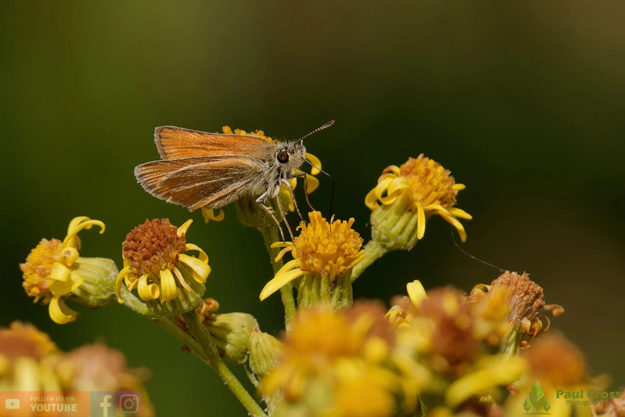 Small Skipper-00007.jpg