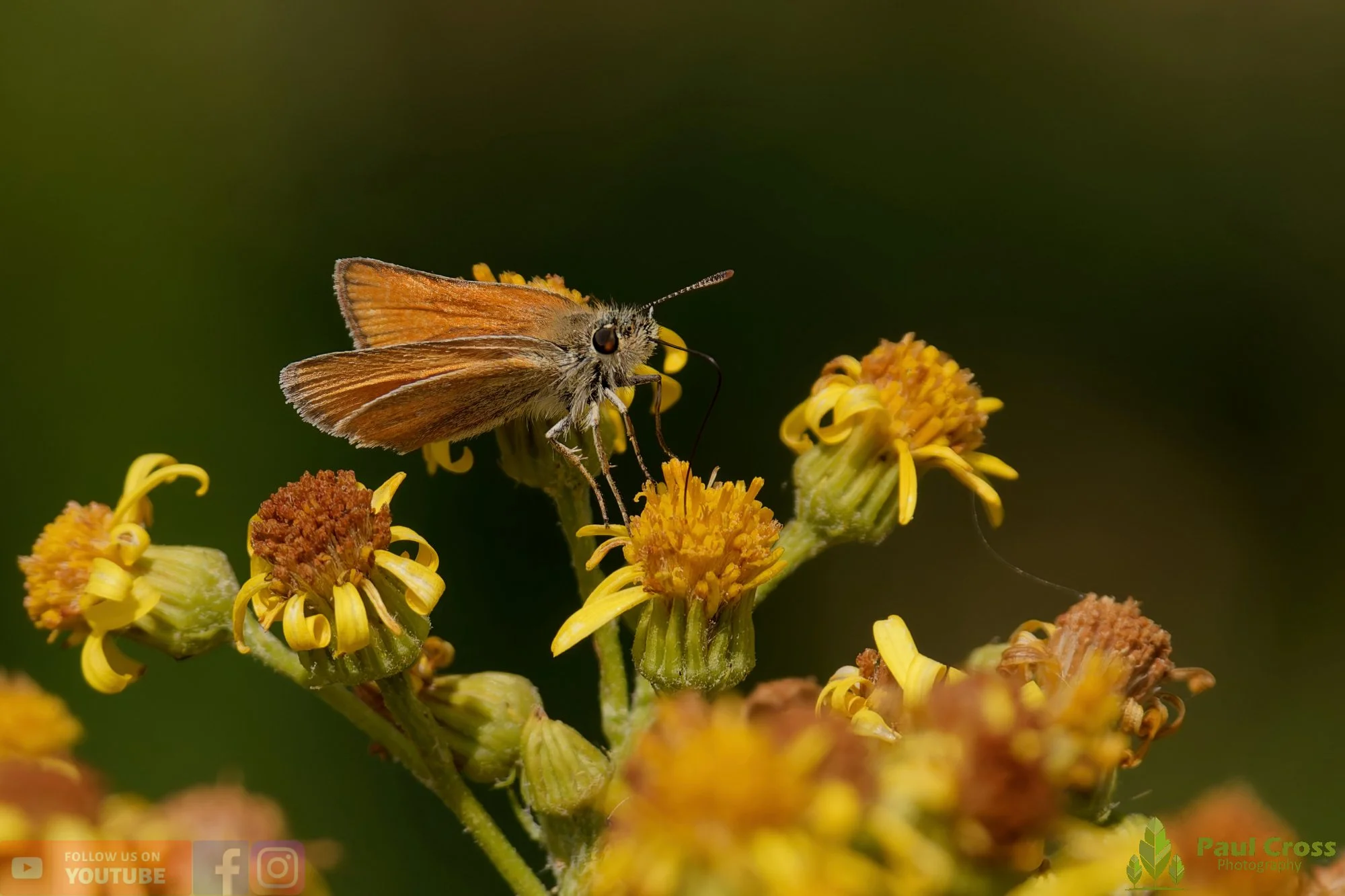 Small Skipper-00008.jpg