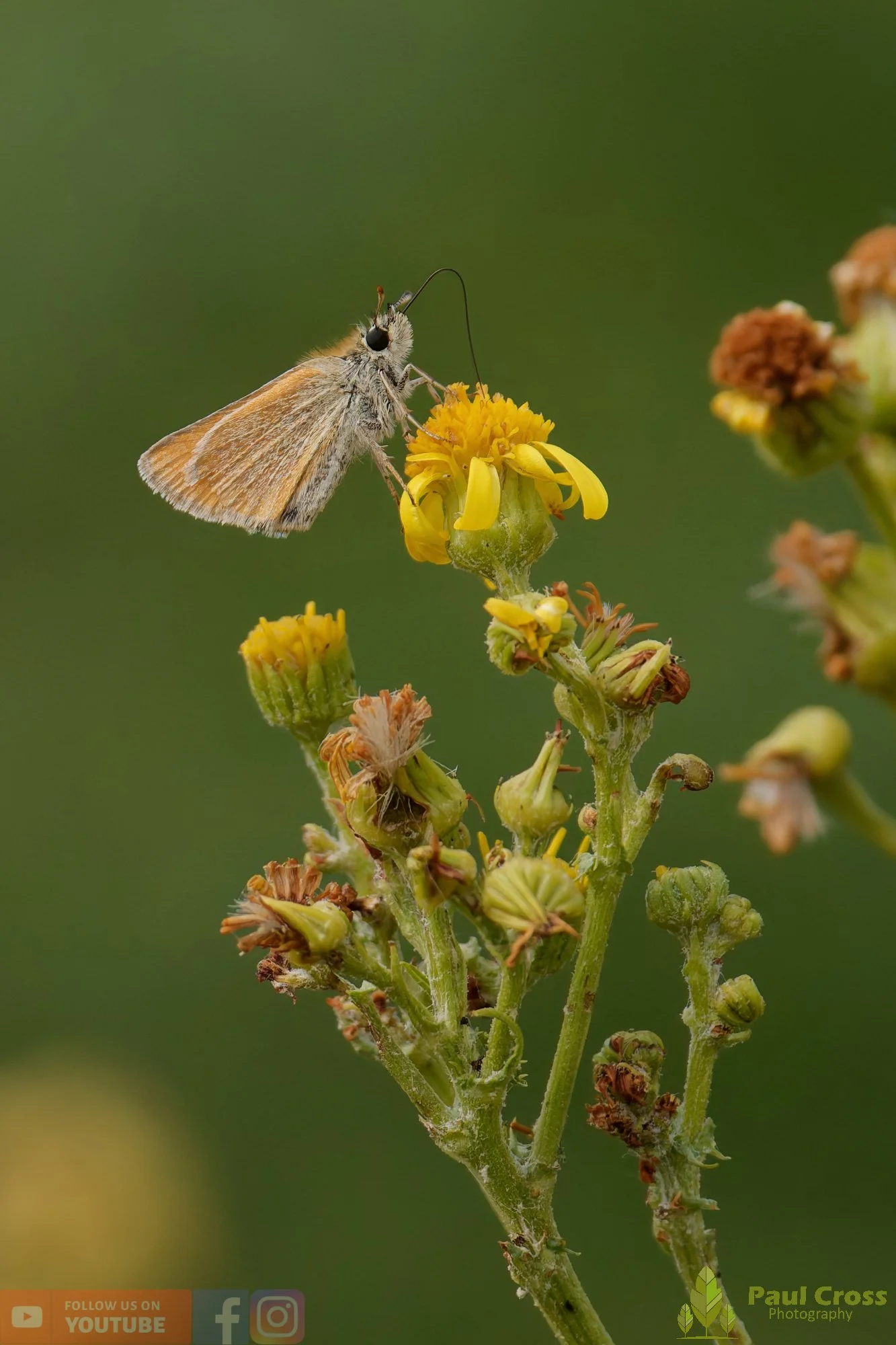 Small Skipper-00009.jpg