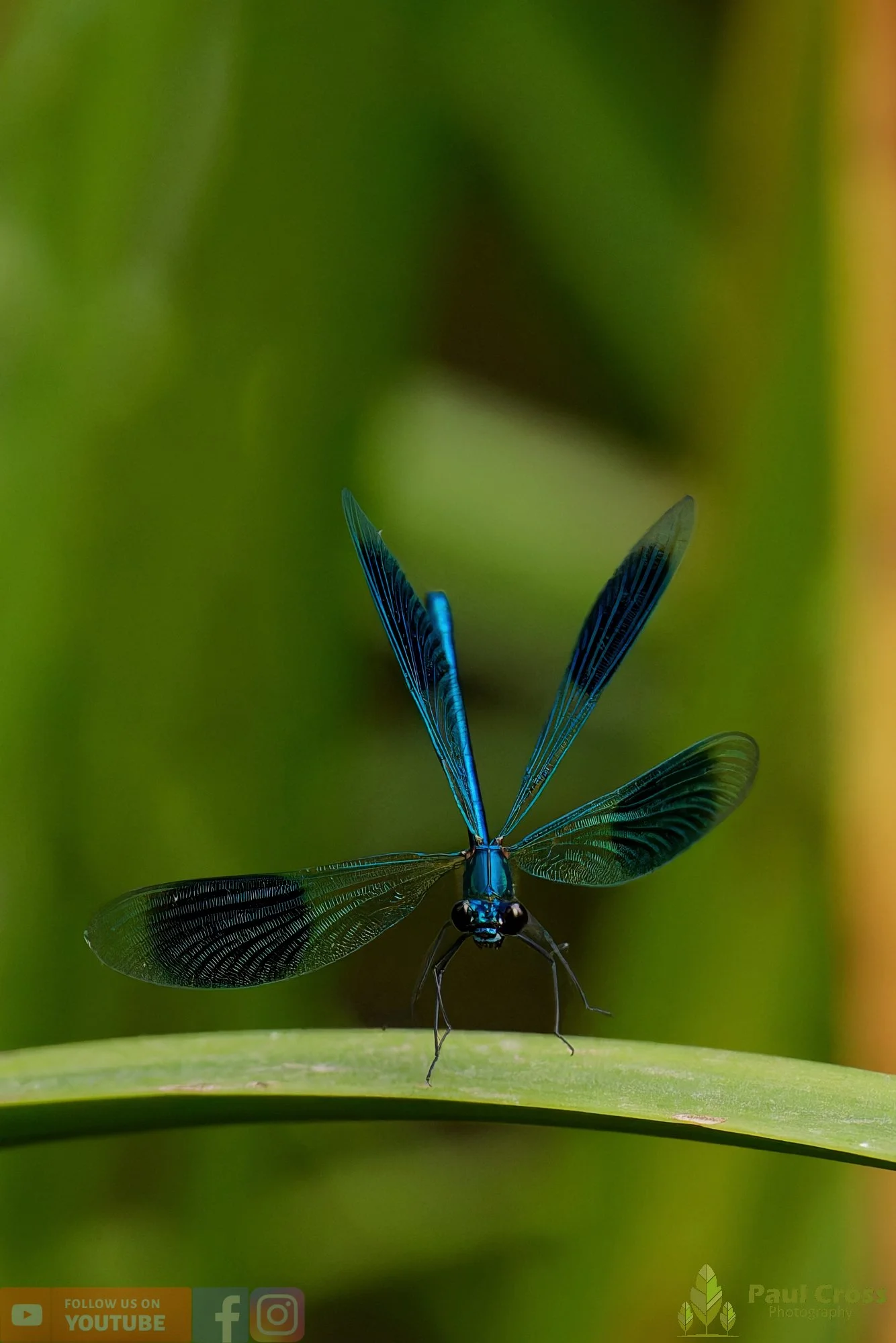 Banded Demoiselle-00013.jpg