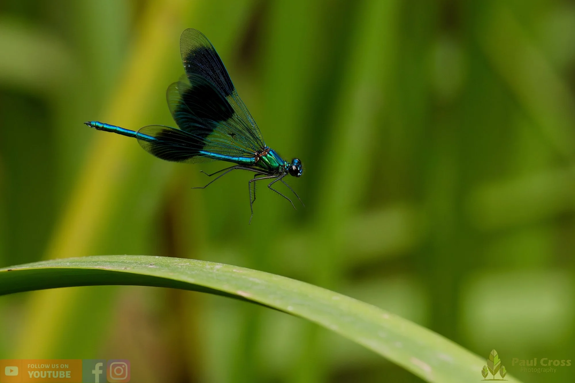 Banded Demoiselle-00016.jpg