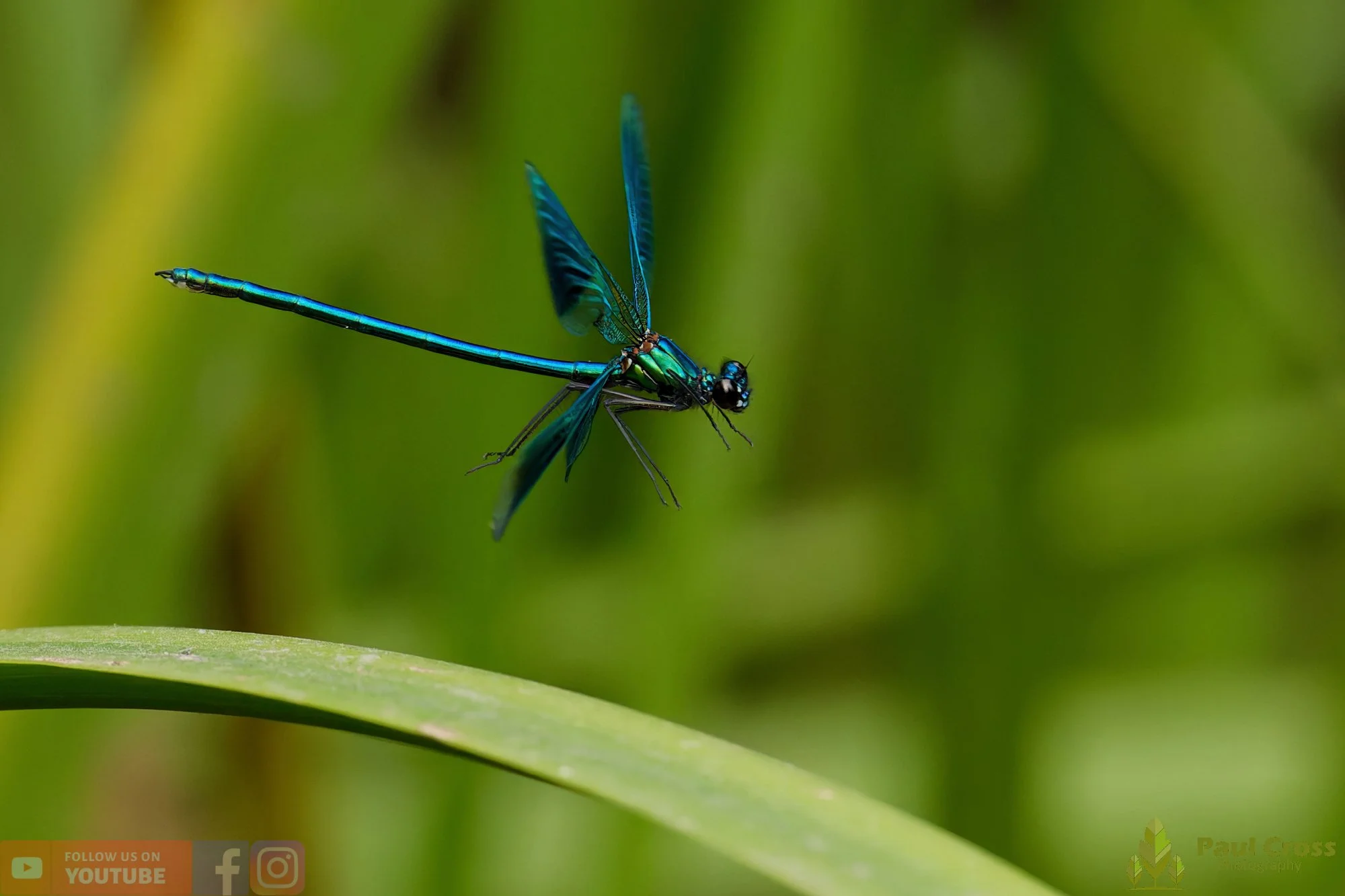 Banded Demoiselle-00017.jpg