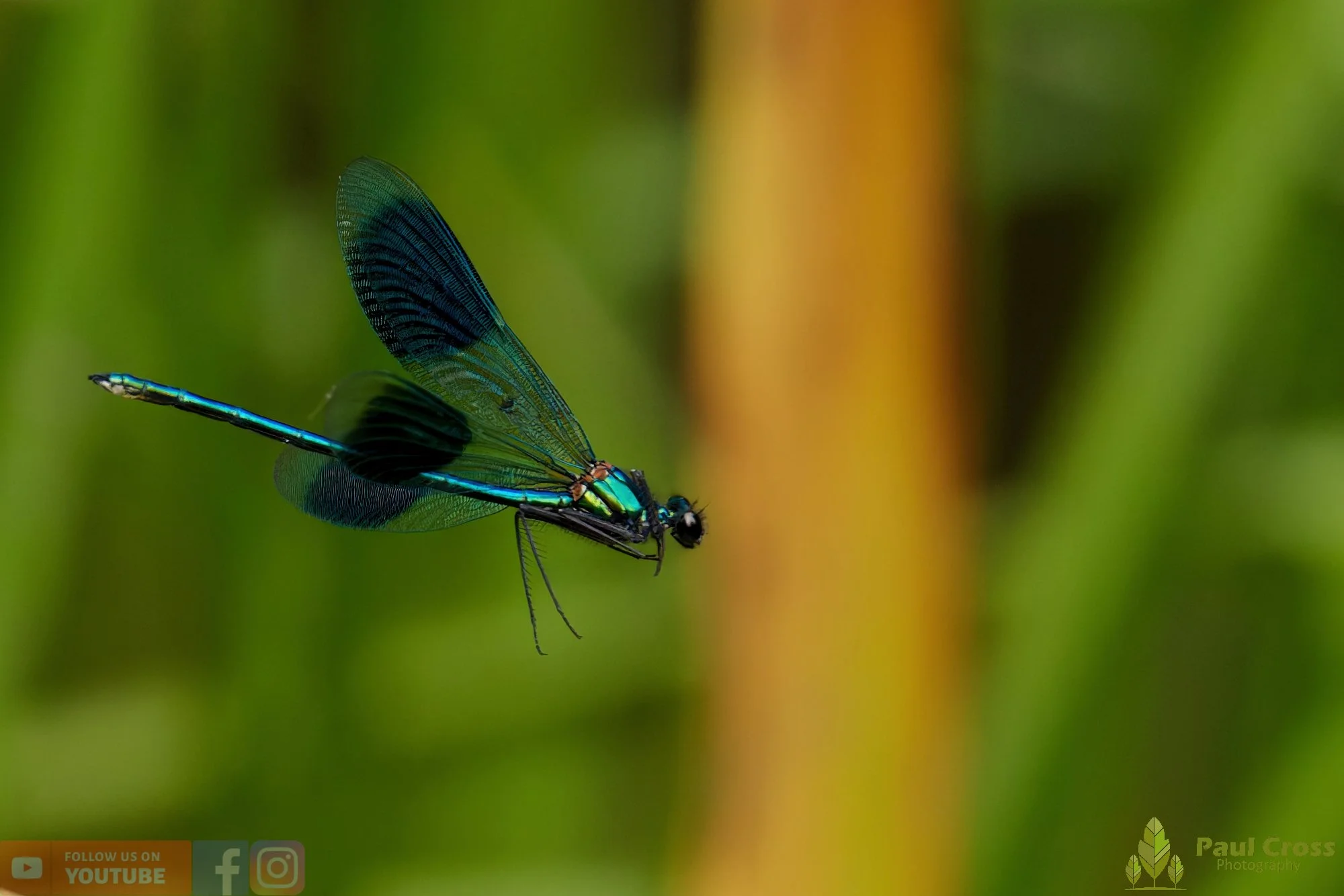 Banded Demoiselle-00018.jpg