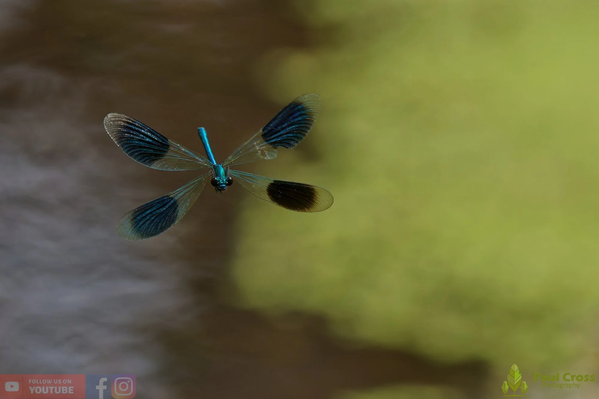 Banded Demoiselle-00025.jpg